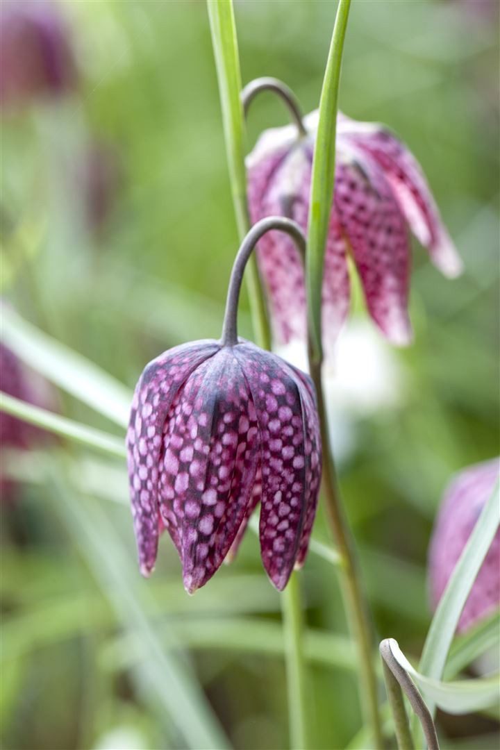 Pflanzen für Dich Staude Fritillaria meleagris, 1 St., Schachbrettblume, Kiebitzei, Schachblume