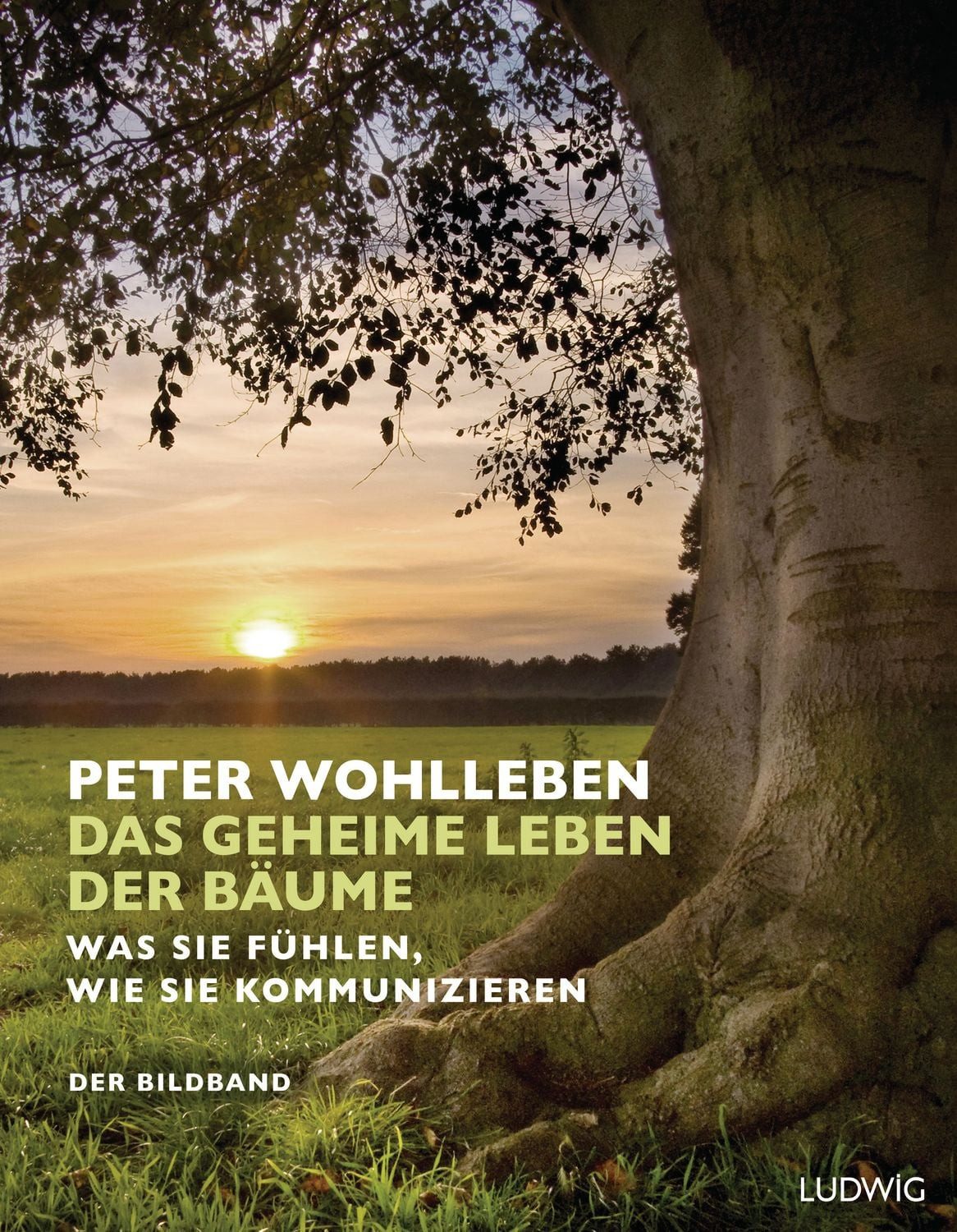 Sachbuch Das geheime Leben der Bäume Was sie fühlen, wie sie kommunizieren. Der Peter Wohlleben
