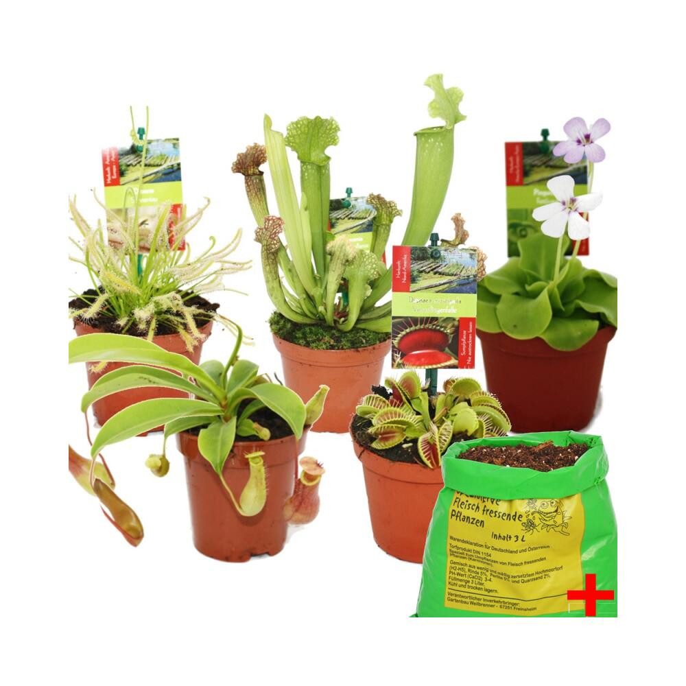 Exotenherz Zimmerpflanze Starter Set Fleischfressende Pflanzen 5 Pflanzen + günstig online kaufen