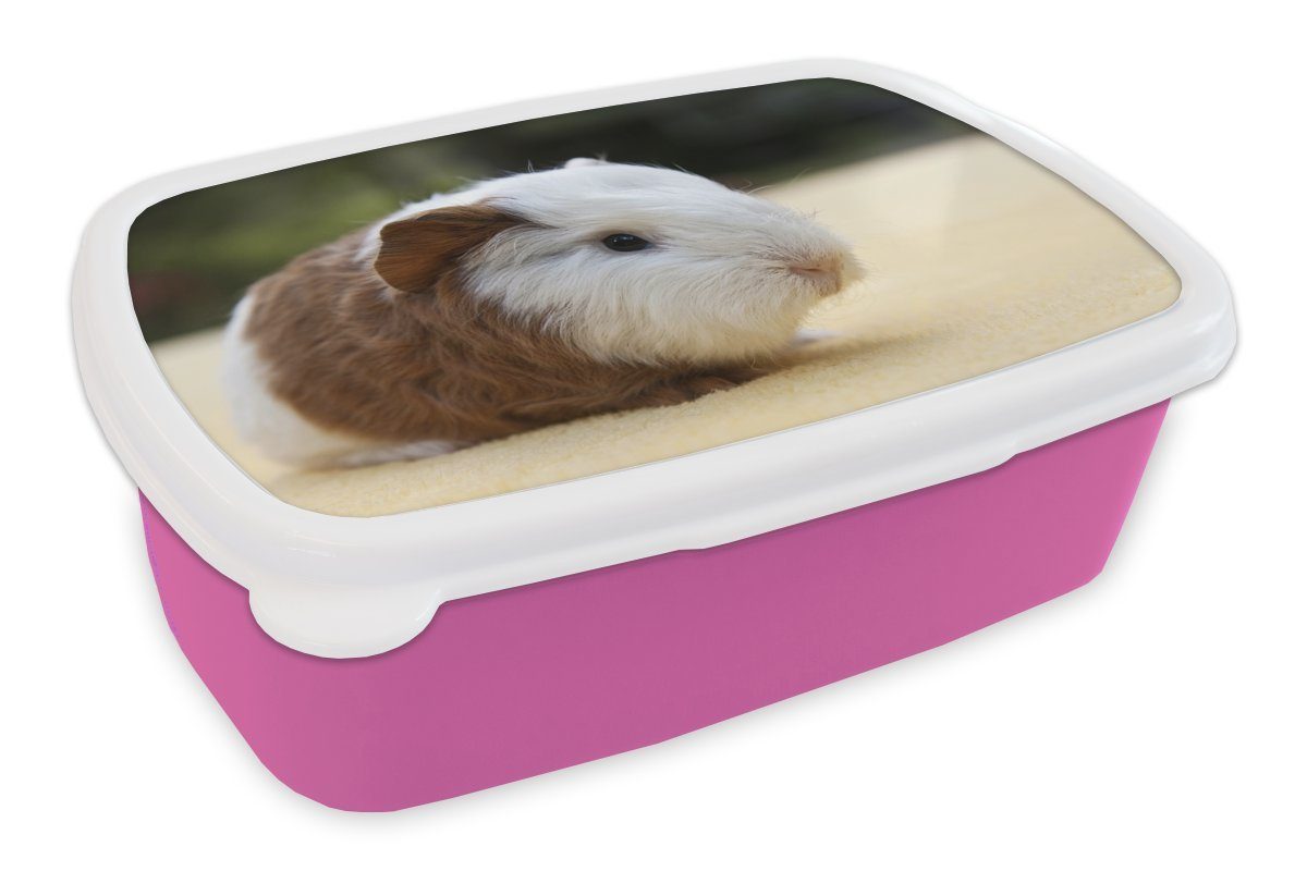Kunststoff, Lunchbox Junges Snackbox, Brotdose Brotbox (2-tlg), Kunststoff rosa Erwachsene, MuchoWow für Mädchen, Meerschweinchen, Kinder,