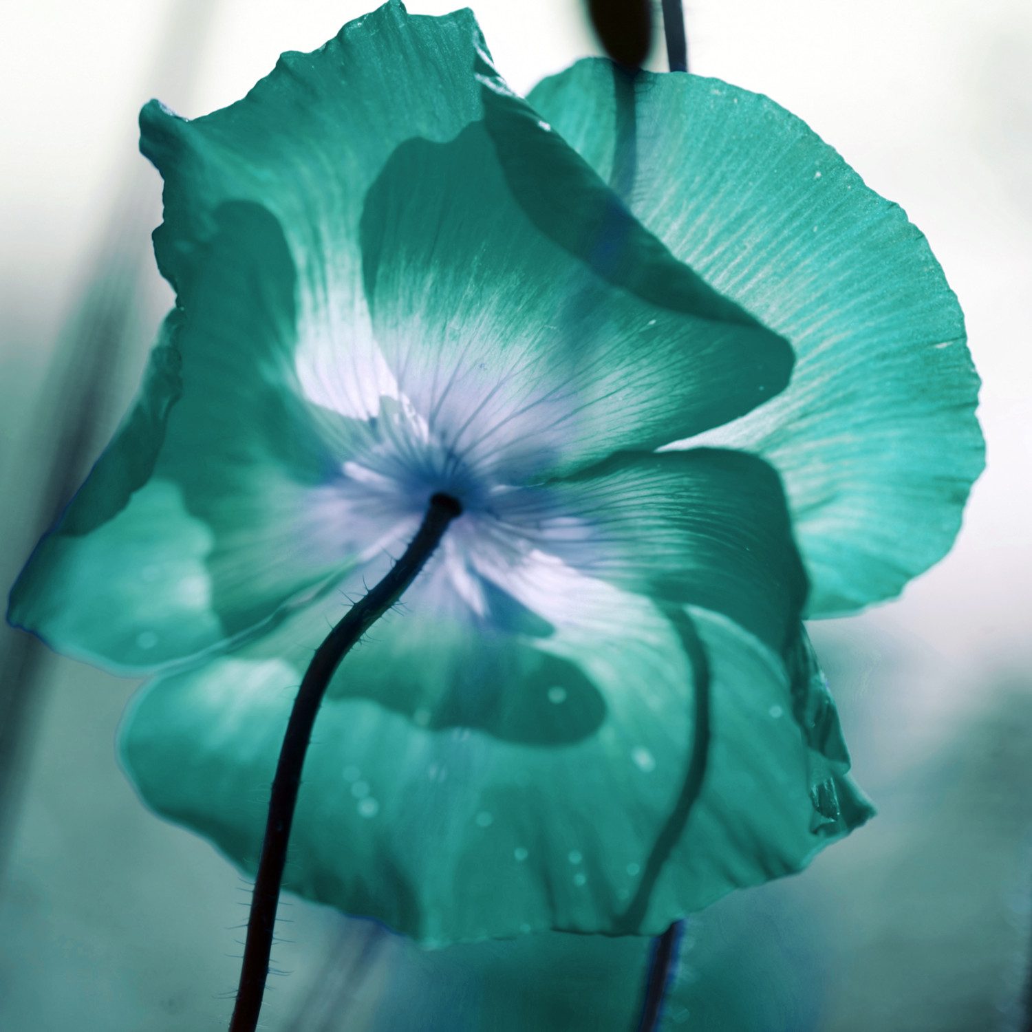 queence XXL-Wandbild Akustikbild Blüte in Türkis, Blumen, Blumenbilder, Natur (1 St), Einfache Akustiklösung ohne Baumaßnahme, Schalldämmung, Paneele