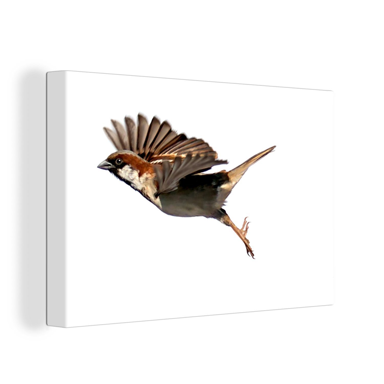 OneMillionCanvasses® Leinwandbild Ein männlicher Haussperling breitet beim Fliegen seine Flügel aus, (1 St), Wandbild Leinwandbilder, Aufhängefertig, Wanddeko, 30x20 cm