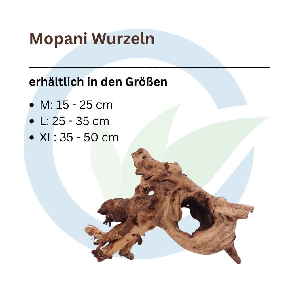 Aquaone Aquarium Mopani Wurzel L 25-35 cm