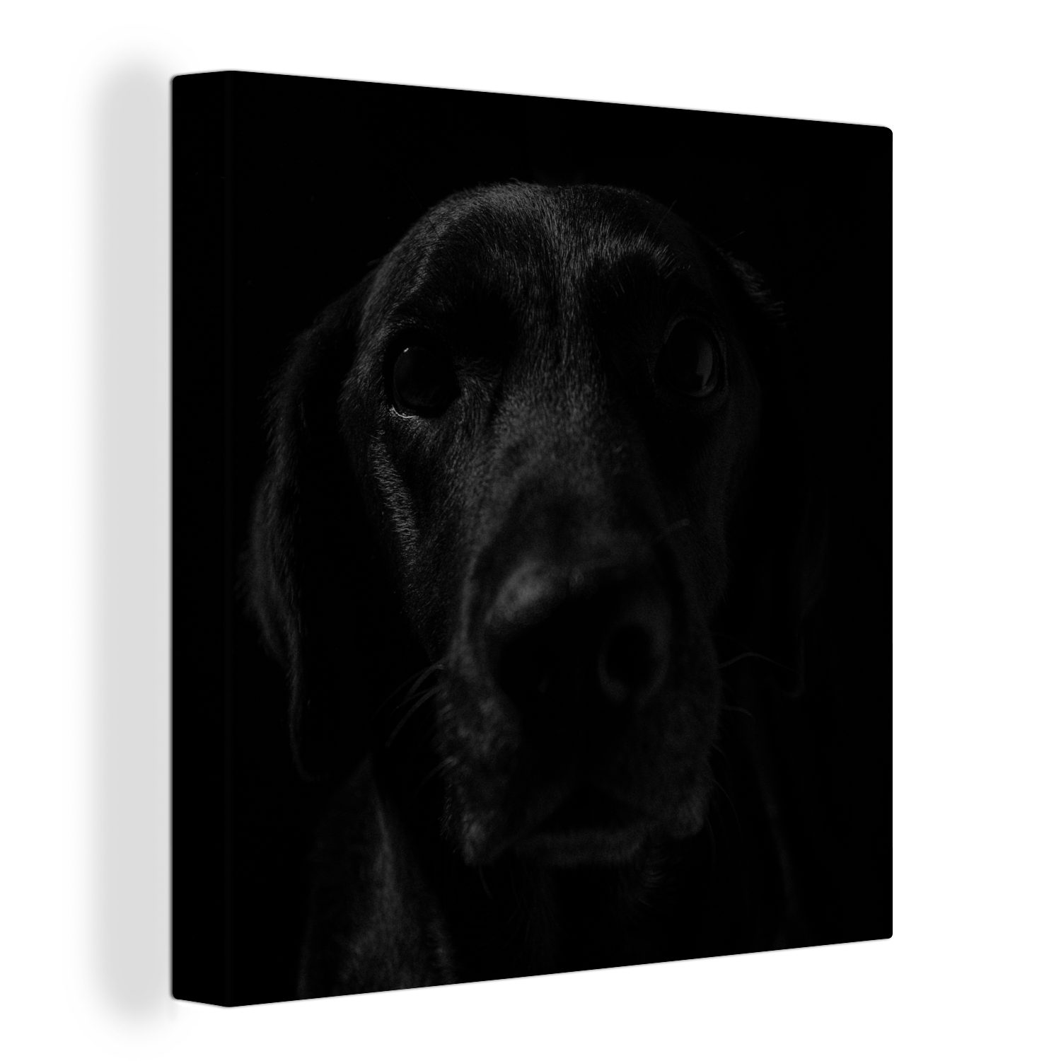 OneMillionCanvasses® Leinwandbild Hund - Haustier - Schwarz, (1 St), Leinwand Bilder für Wohnzimmer Schlafzimmer