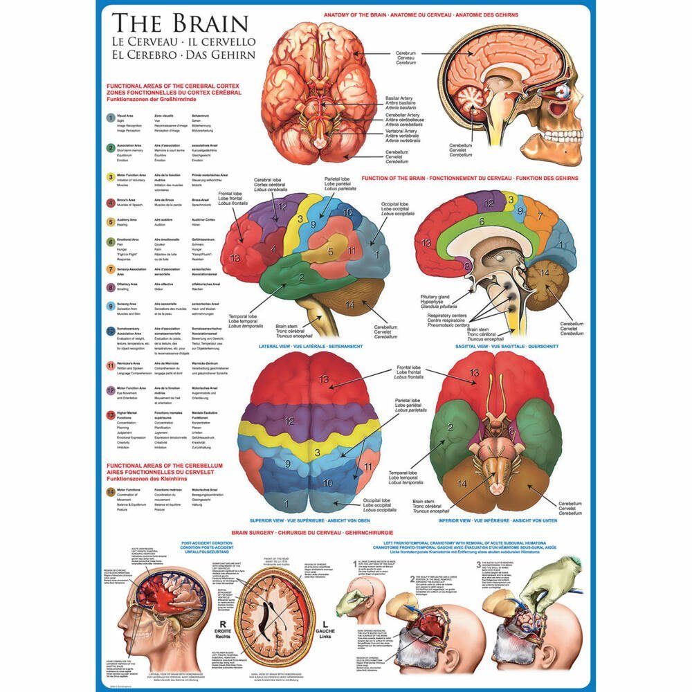 Gehirn, Puzzleteile Das EUROGRAPHICS 1000 Puzzle