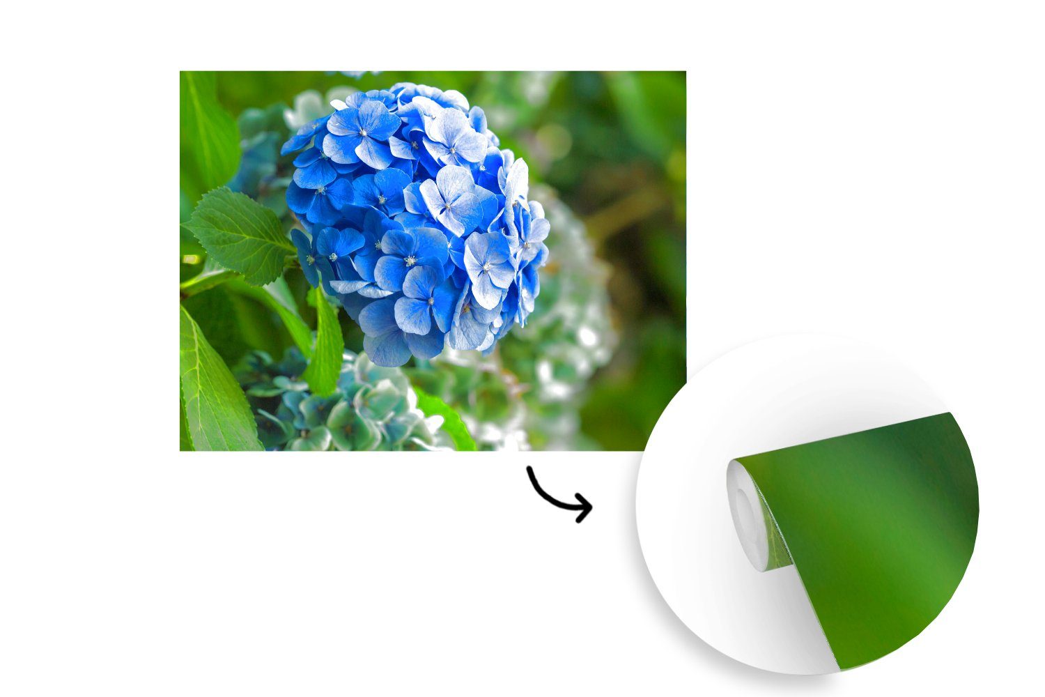 Vinyl Blaue Tapete bedruckt, Schlafzimmer, Hortensienblüte einem (6 für Wallpaper Fototapete Kinderzimmer, Wohnzimmer, Garten, Matt, St), in MuchoWow