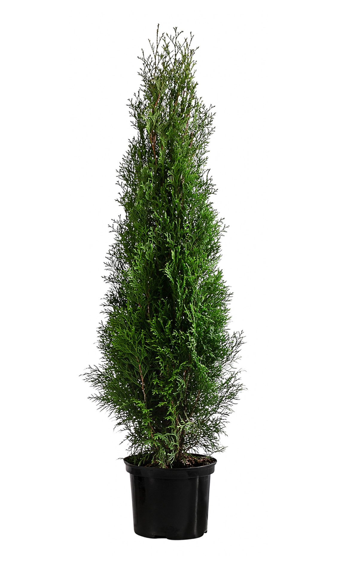 Dehner Hecken Thuja Lebensbaum Smaragd, 12 Растения, ca. 6 m, 140 - 160 cm, immergrüne Zypresse als Sichtschutz-Hecke