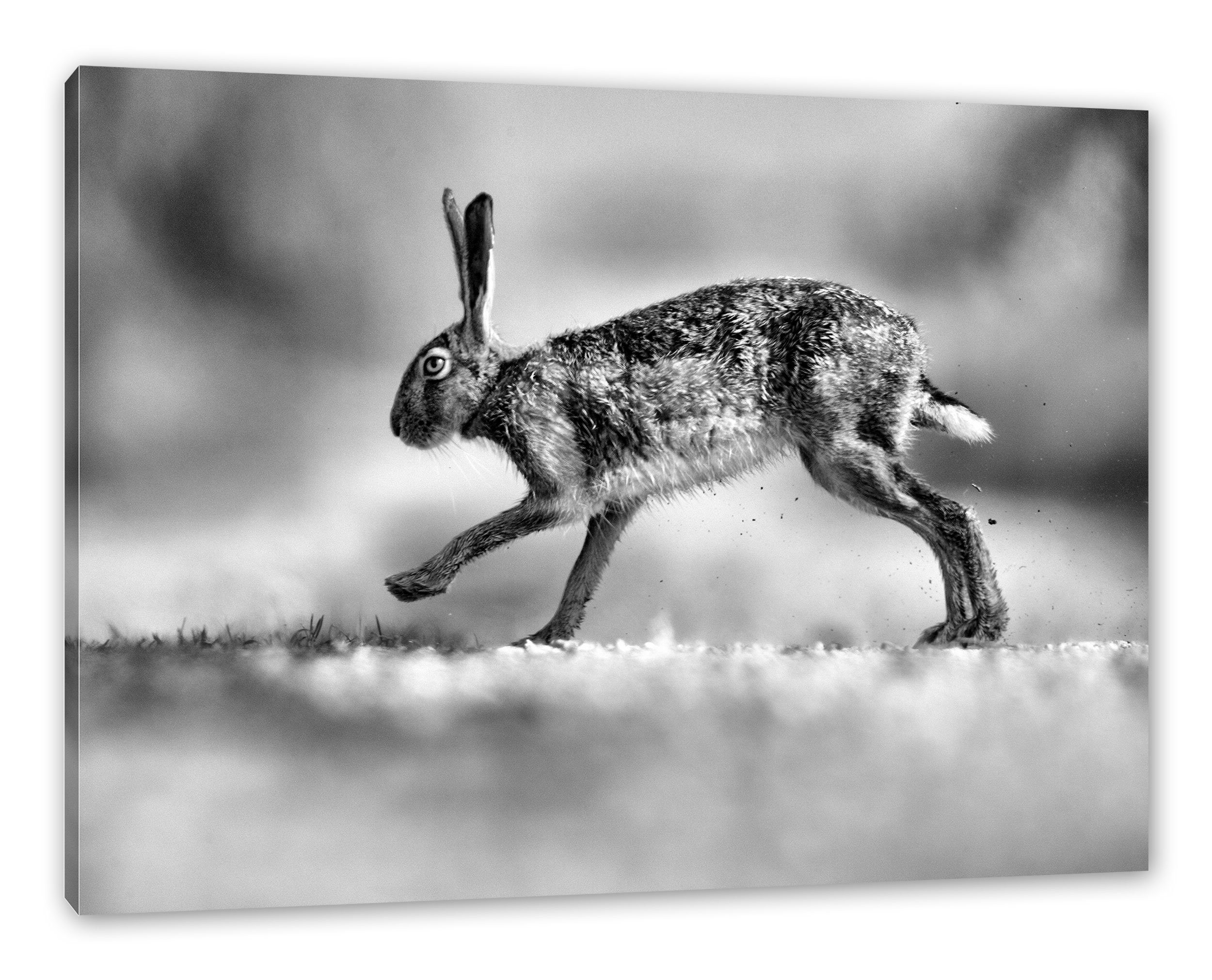 Pixxprint Leinwandbild Hüpfender Hase, Hüpfender Hase (1 St), Leinwandbild fertig bespannt, inkl. Zackenaufhänger