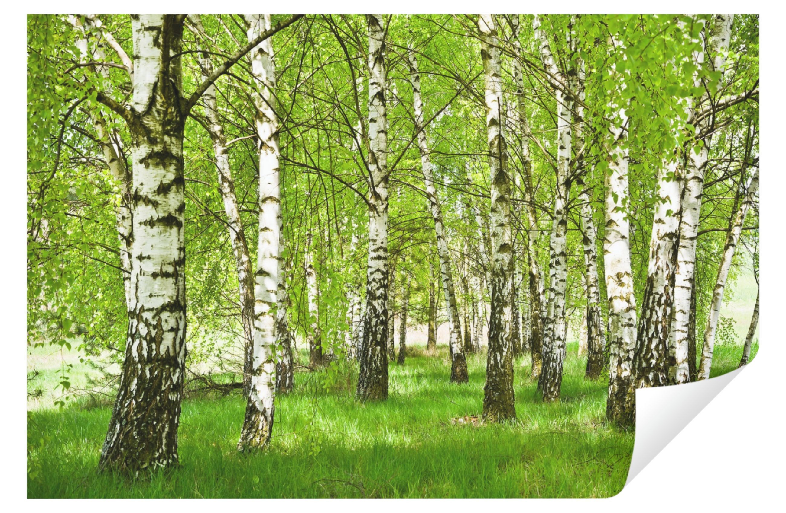 Wallarena Fototapete Wald Birkenwald Natur Birke Vlies Tapete Wohnzimmer Schlafzimmer, Glatt Vlies, Struktur Vinyl, Landschaft, Tapete inklusive Kleister Vliestapete Motivtapete Wandtapete