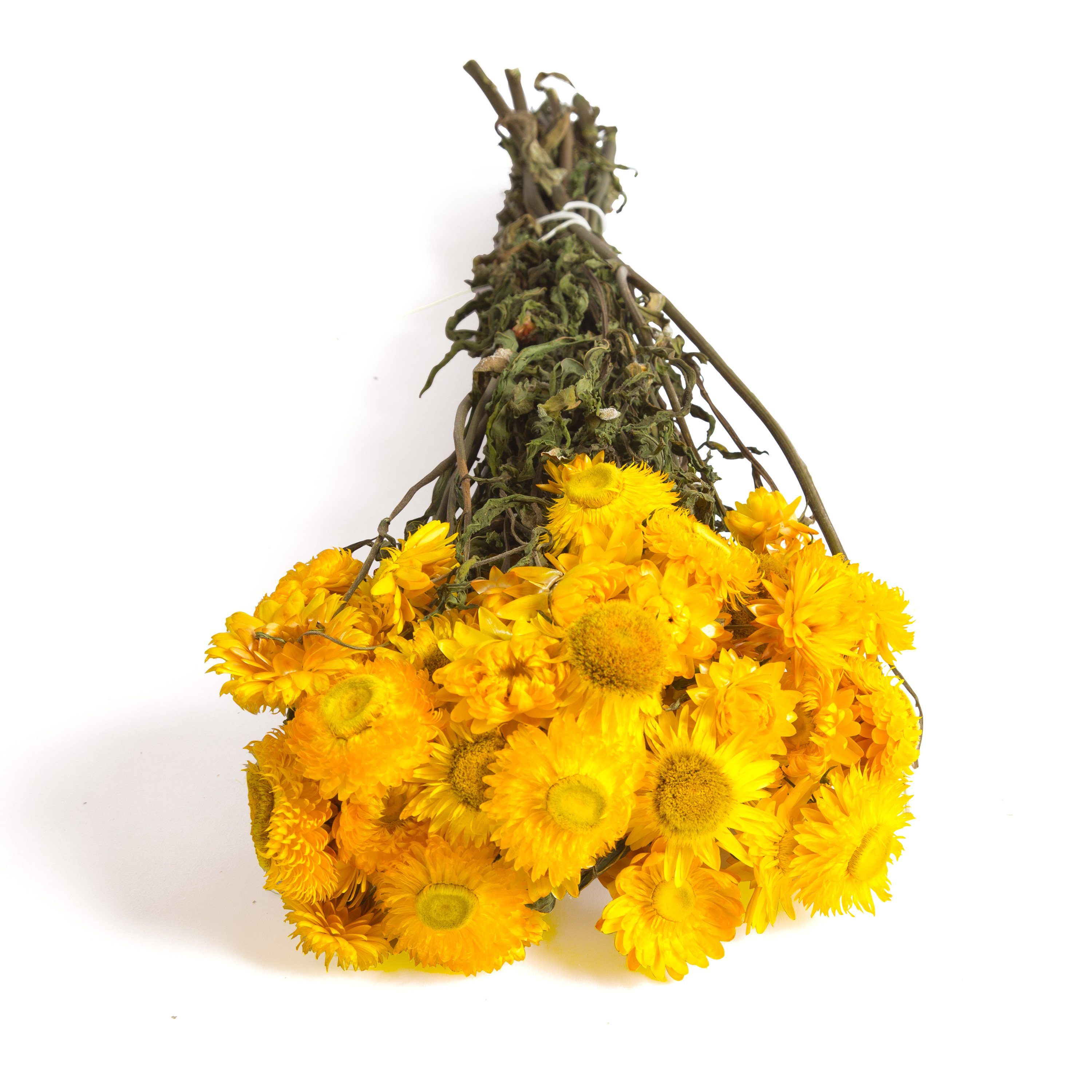 DIY Trockenblumen getrocknet Blumen Heidelberg, Helichrysum Trockenblume Strohblumen SCHULZ Strohblume, Gelb cm ROSEMARIE Strauß Höhe 10