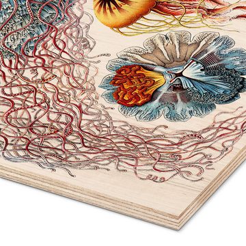 Posterlounge Holzbild Ernst Haeckel, Semaeostomiden, Discomedusae - Kunstformen der Natur, 1899 I, Badezimmer Maritim Malerei