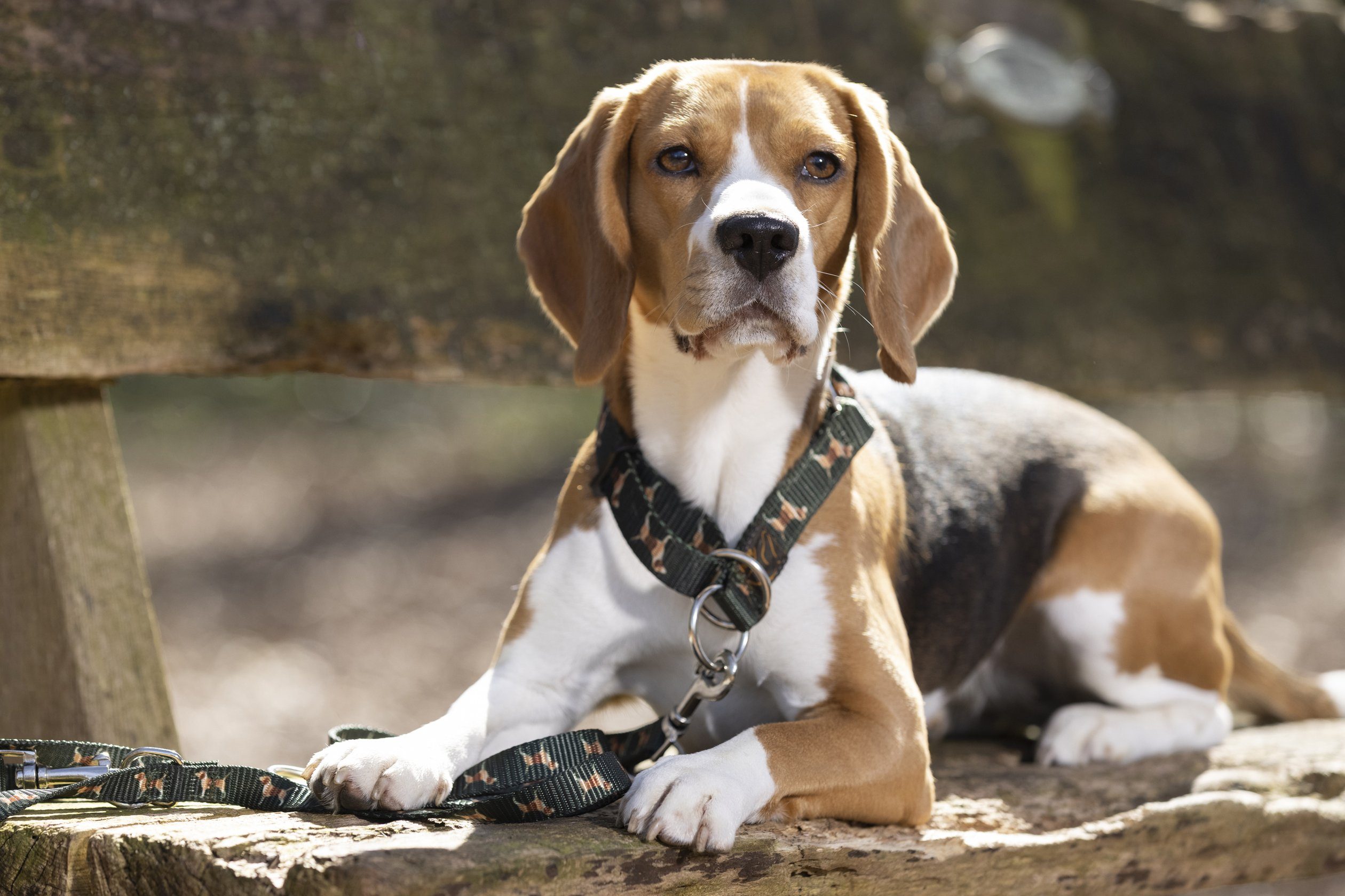 -Beagle-, Hunde-Halsband HKM Polypropylen 100% Hundehalsband