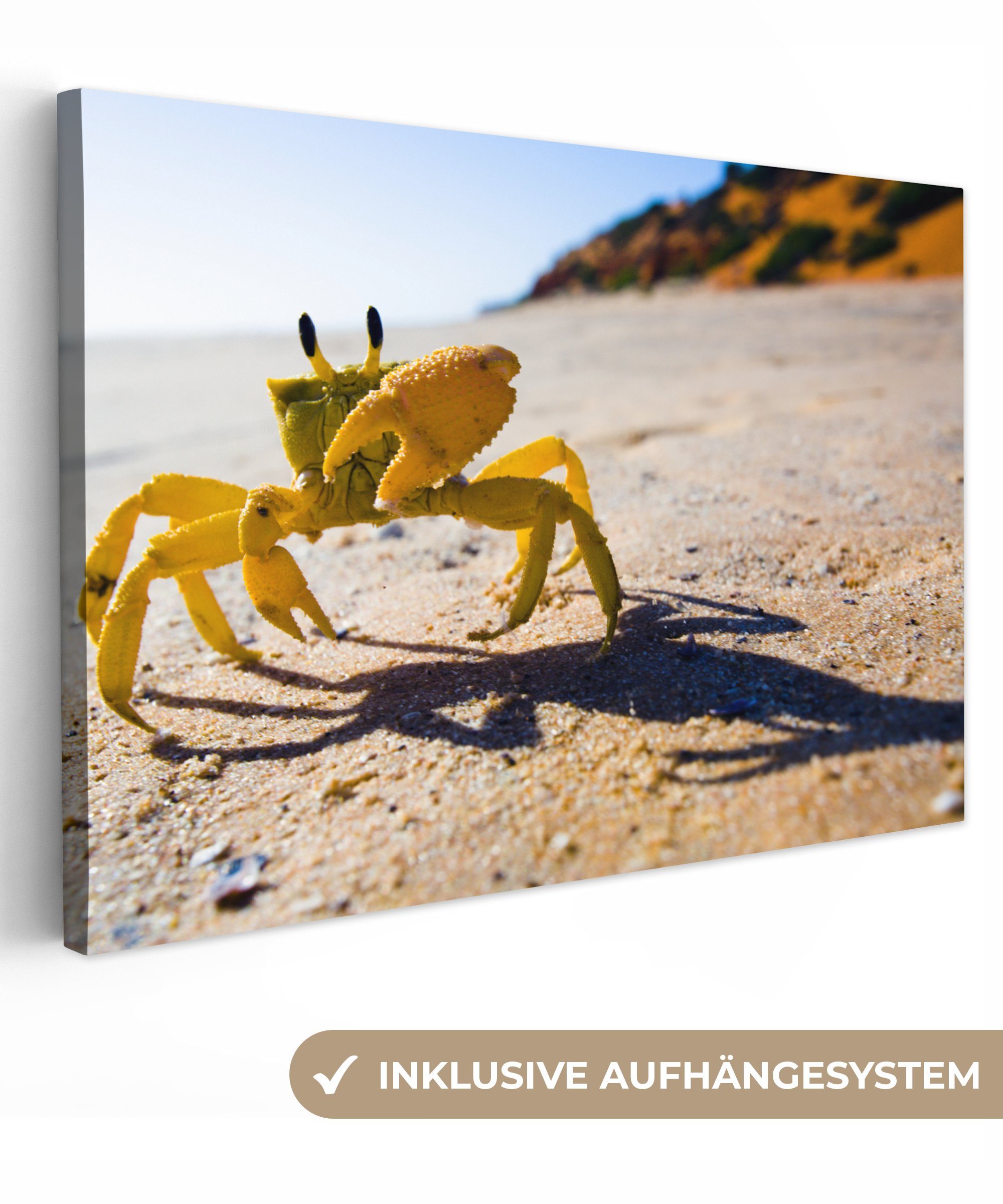 OneMillionCanvasses® Leinwandbild Krabbe - Sand - Tiere, (1 St), Wandbild Leinwandbilder, Aufhängefertig, Wanddeko, 30x20 cm