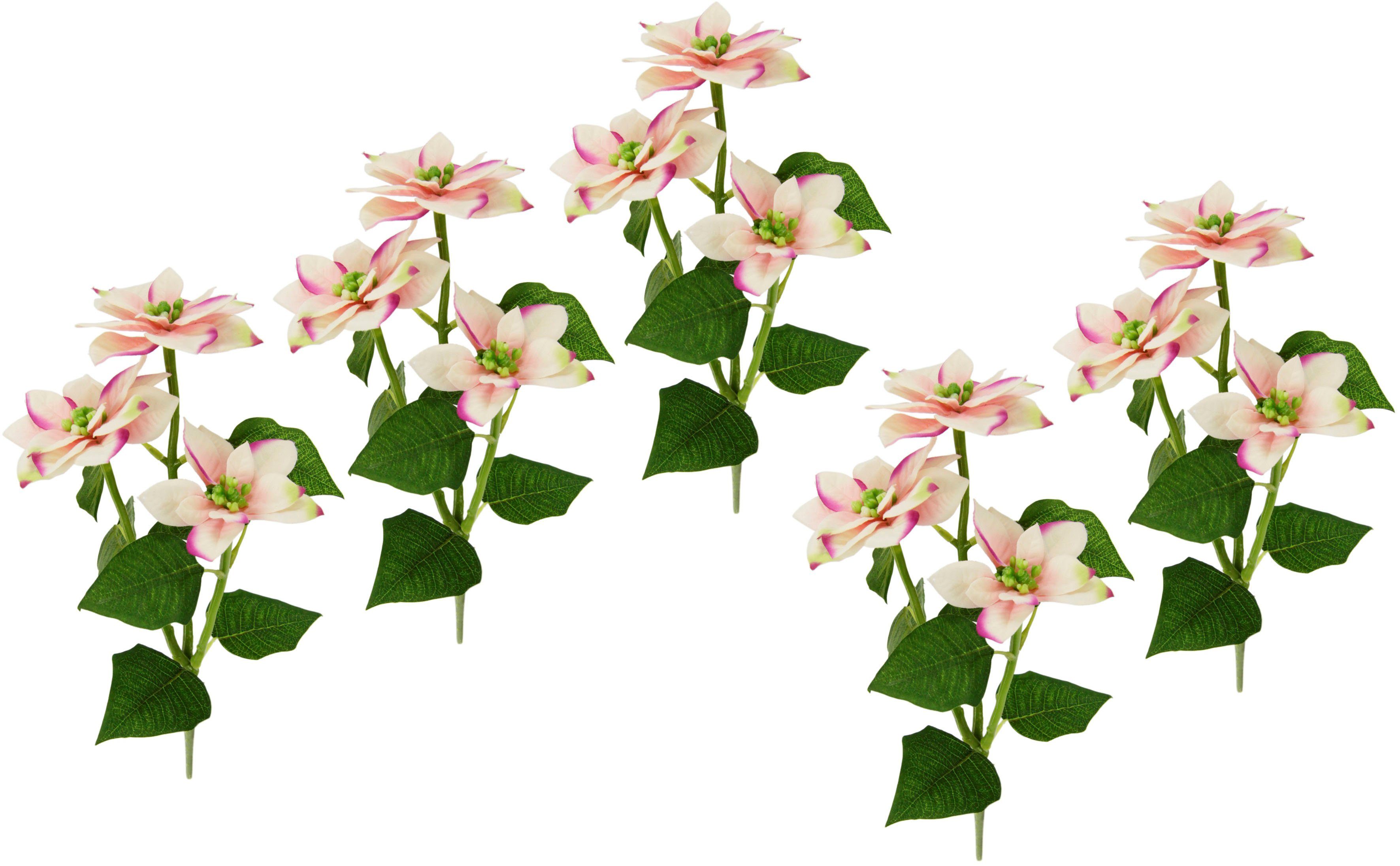 Kunstblume Poinsettie, I.GE.A., Höhe 28 cm, Künstlicher Poinsettiazweig, 5er Set rosa