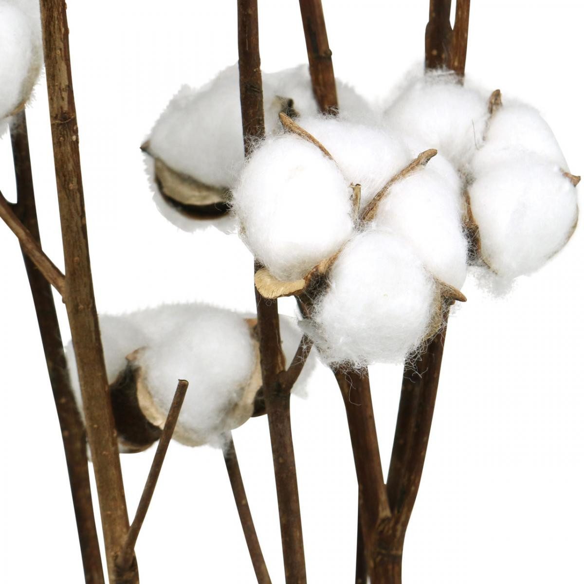 Trockenblume Baumwollzweig Deko, Trockenblumen Set, Echte günstig online kaufen