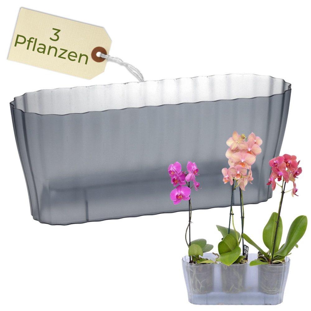 GarPet Blumentopf Orchideentopf Transparent Länglicher Orchideenkasten mit Stufenboden
