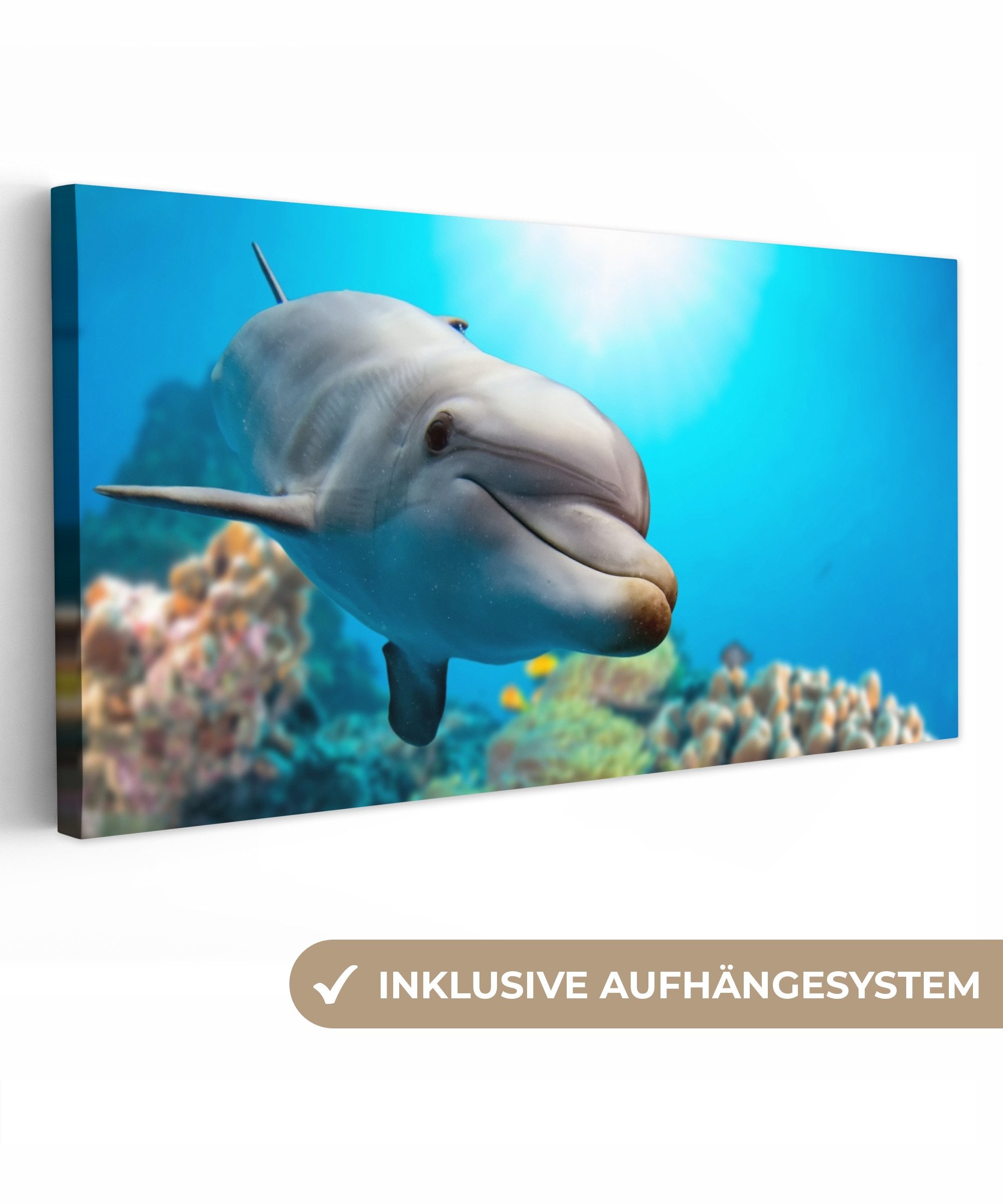 OneMillionCanvasses® Leinwandbild Panorama Delfin - Meer - Koralle, Fotodruck (1 St), Wandbild, Deko Schlafzimmer Wohnzimmer Flur 40x20 cm