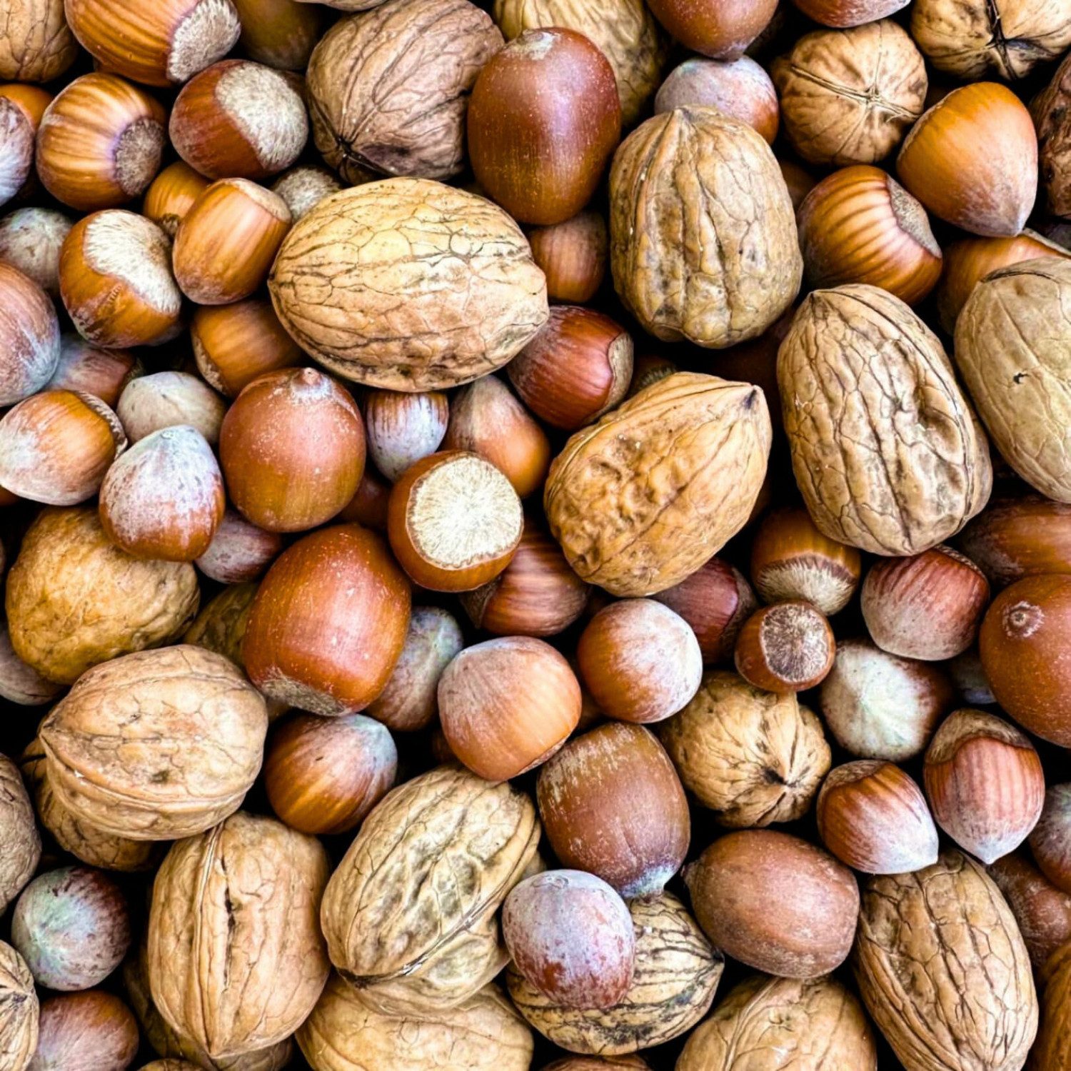 Supravit Frische Nüsse-Mix Eichhörnchenfutter 1kg - Ganzjähriges Futter, Ergänzungsfutter für: Nutz-/ Wildtier