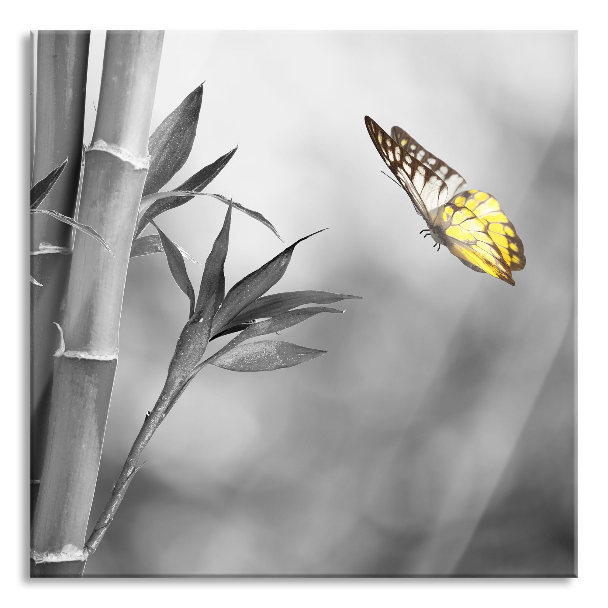 Pixxprint Glasbild schöner Schmetterling vor Bambus, schöner Schmetterling vor Bambus (1 St), Glasbild aus Echtglas, inkl. Aufhängungen und Abstandshalter