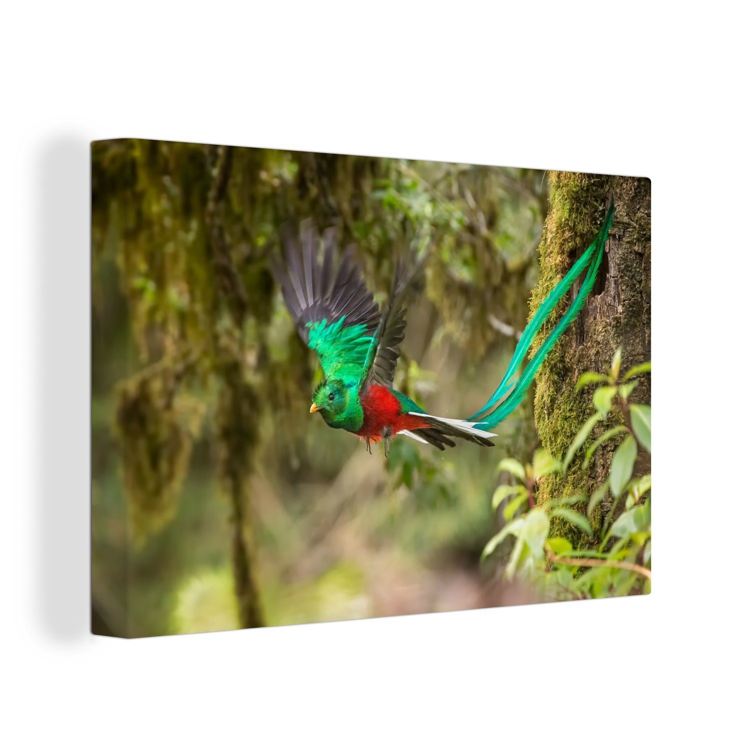 OneMillionCanvasses® Leinwandbild Männlicher bunter Quetzal im Flug, (1 St), Wandbild Leinwandbilder, Aufhängefertig, Wanddeko, 30x20 cm