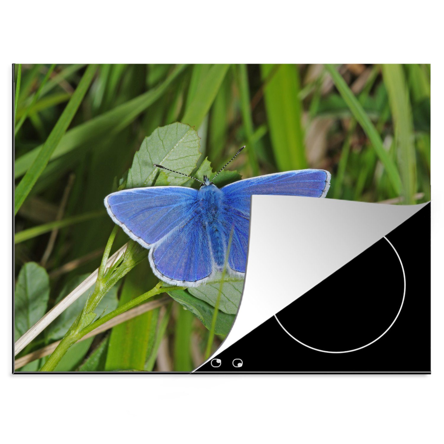 Herdblende-/Abdeckplatte Schmetterling Vinyl, tlg), 70x52 auf cm, nutzbar, (1 Mobile Arbeitsfläche Ikarusblauer Ceranfeldabdeckung MuchoWow Blättern,
