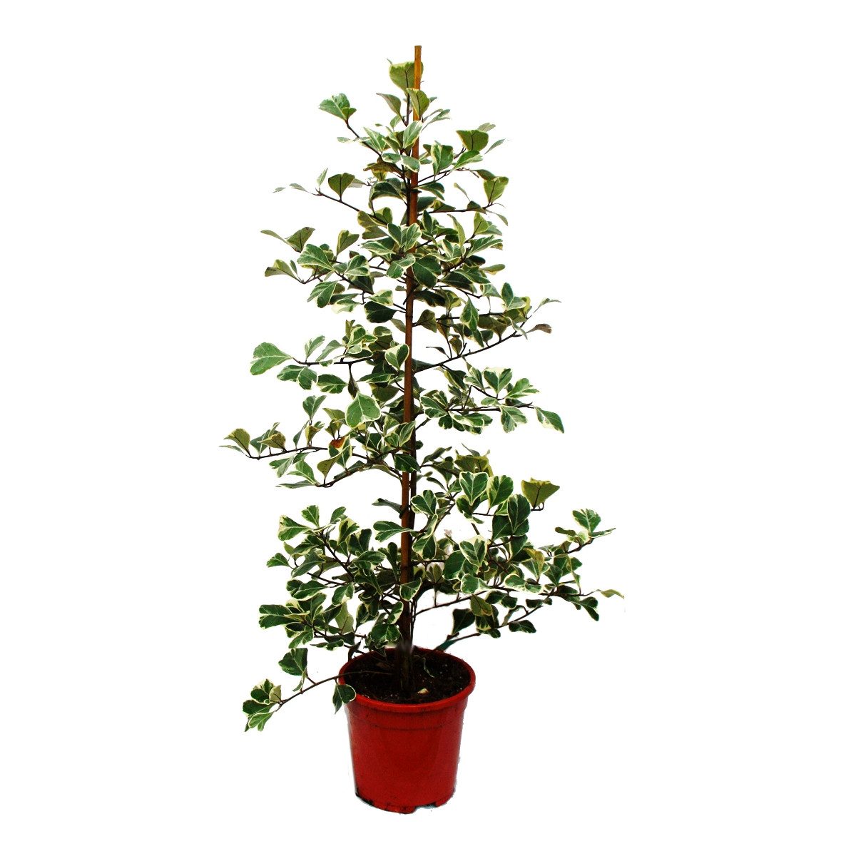 Exotenherz Zimmerpflanze Ficus triangularis variegata Ficus mit dreieckigen Blättern Natalfeige