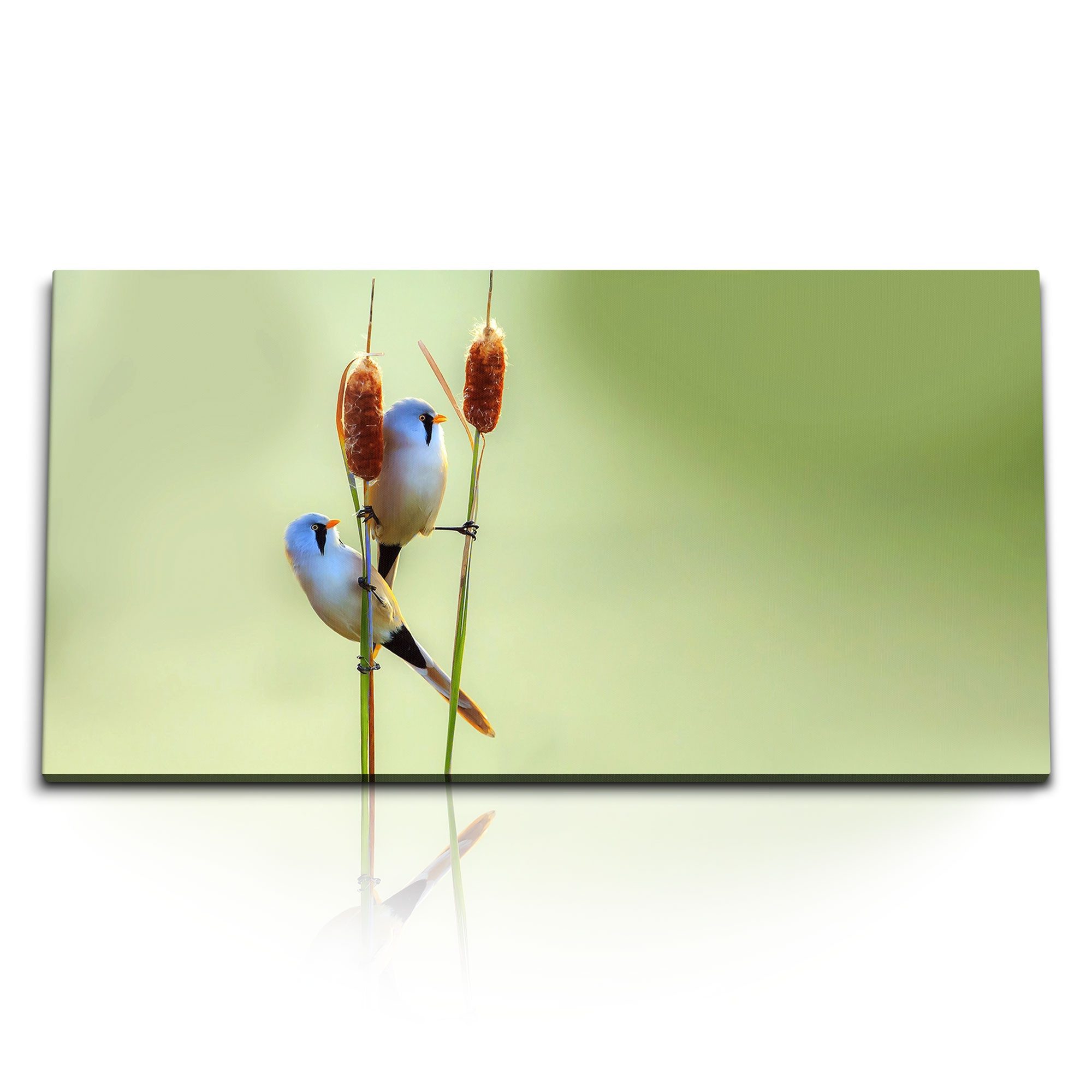 Leinwandbild Kunstdruck Bilder 120x60cm Kleine Vögel Natur Grün Tierfotografie Voge
