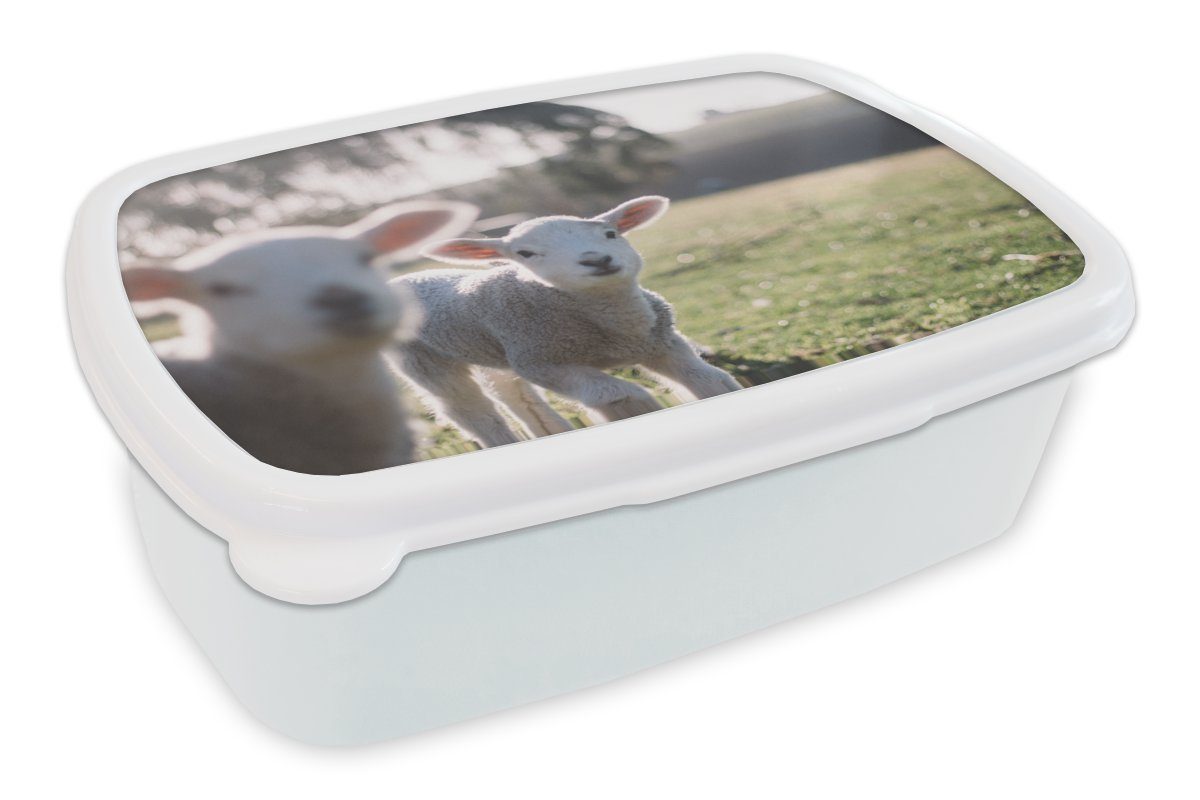 - für (2-tlg), und Lunchbox Kinder Kunststoff, für Schafe MuchoWow und Erwachsene, Tiere Lamm, Brotbox Jungs Brotdose, - Mädchen weiß