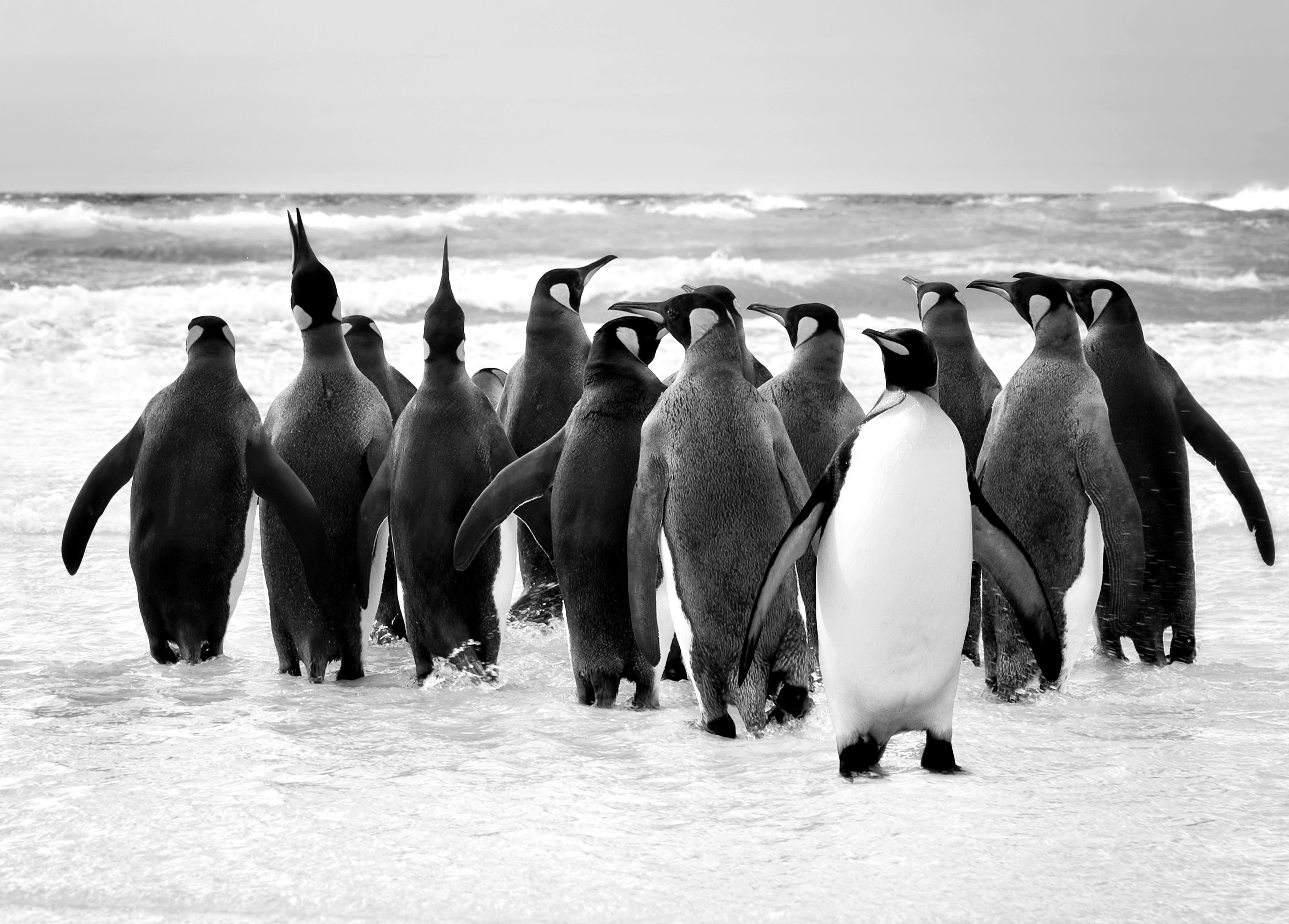 Papermoon Fototapete Pinguin Schwarz & Weiß