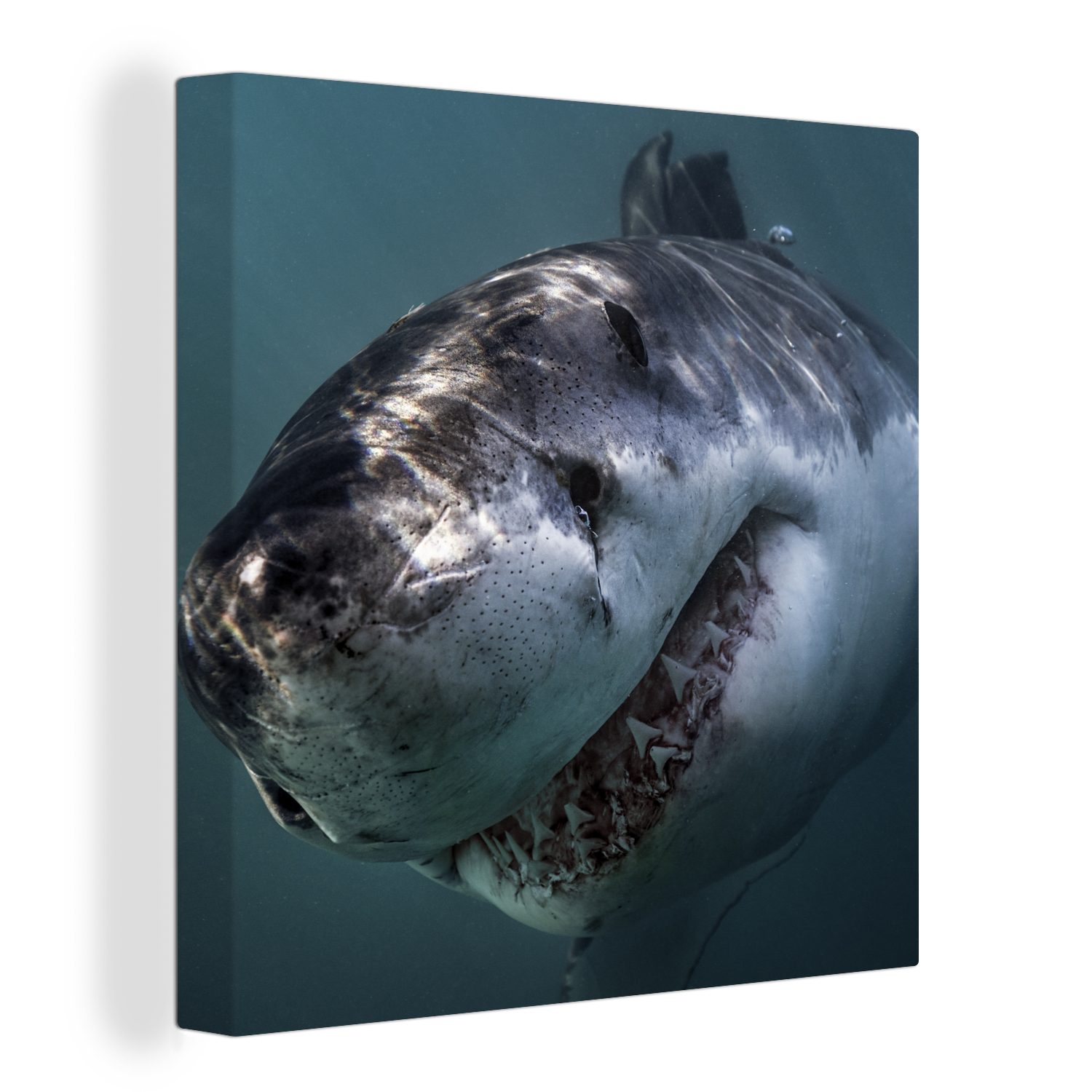 OneMillionCanvasses® Leinwandbild Hai - Weiß - Wasser, (1 St), Leinwand Bilder für Wohnzimmer Schlafzimmer