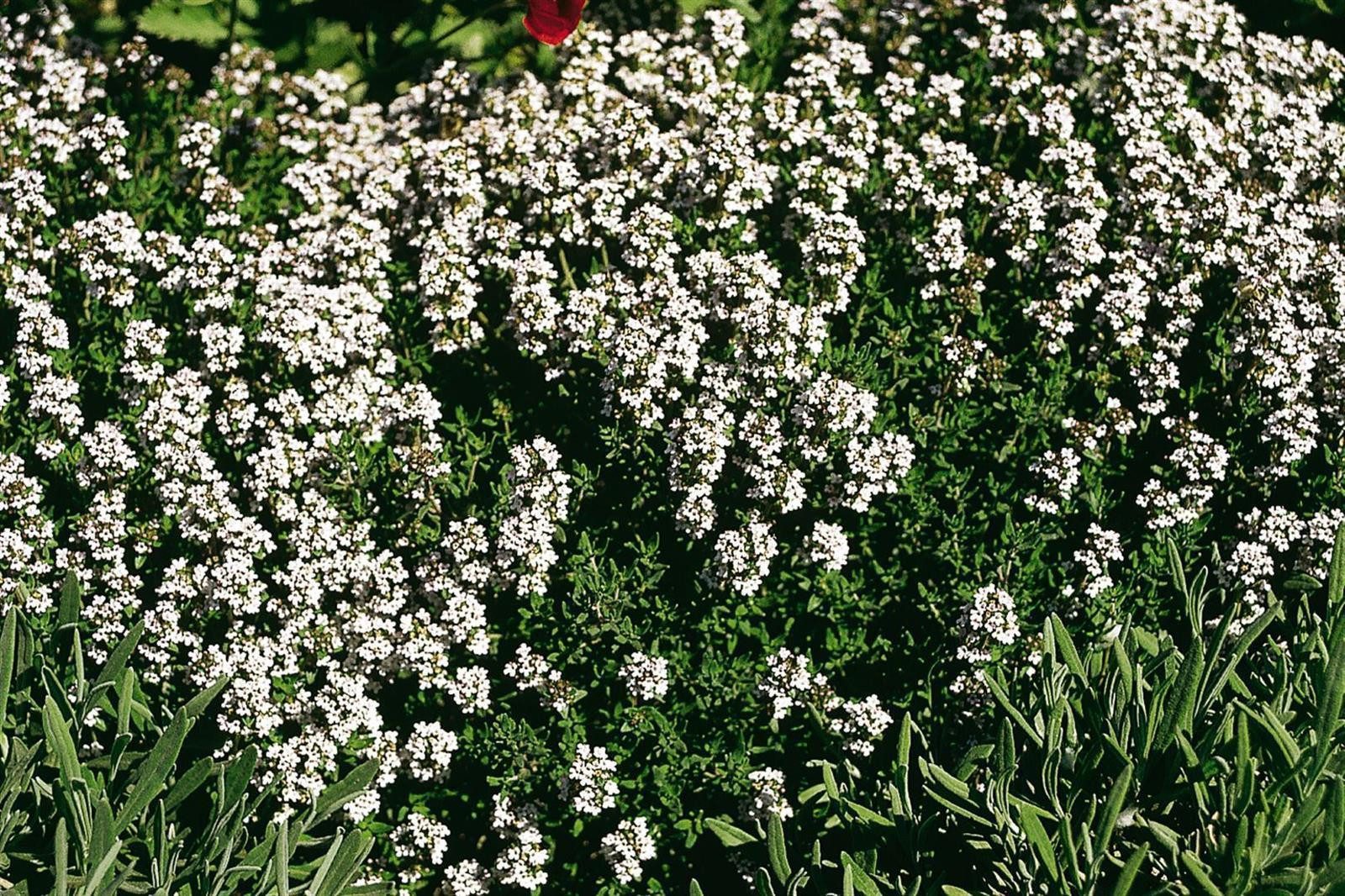 Pflanzen für Dich Staude Thymus vulgaris 'Compactus', 1 St., Thymian, Gartenthymian – Bild 3 von 3