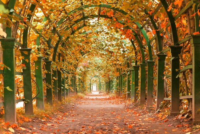 Papermoon Fototapete »Autumn Garden«, glatt-Otto