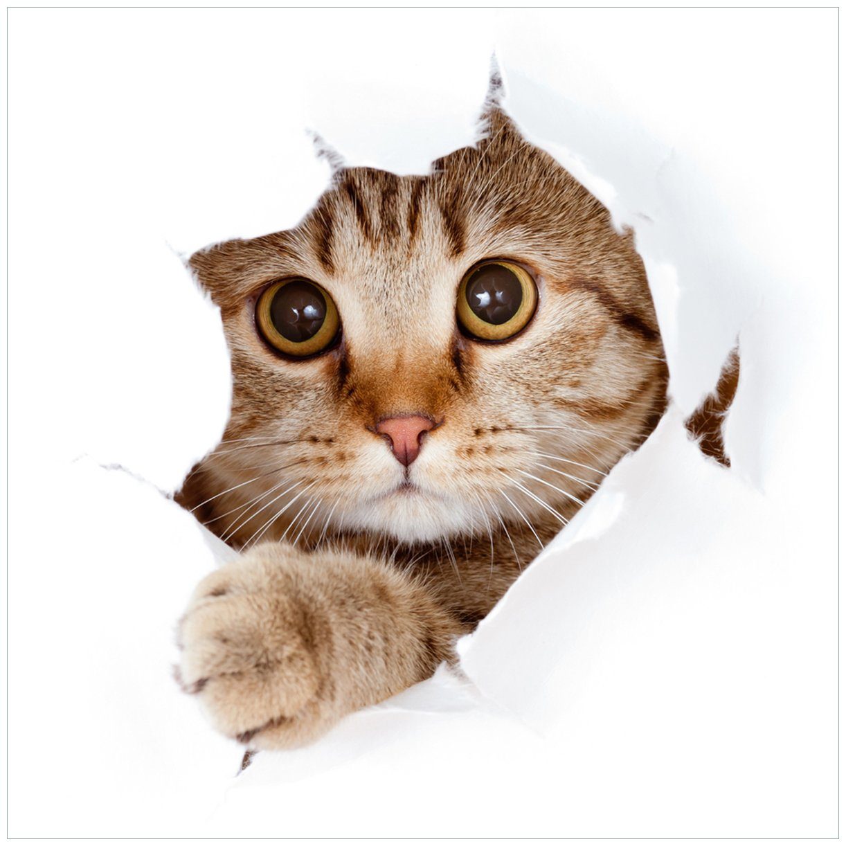 Wallario Tischplatte Katze mit Blick nach vorn (1 St), für Ikea Lack Tisch geeignet | Tischplatten