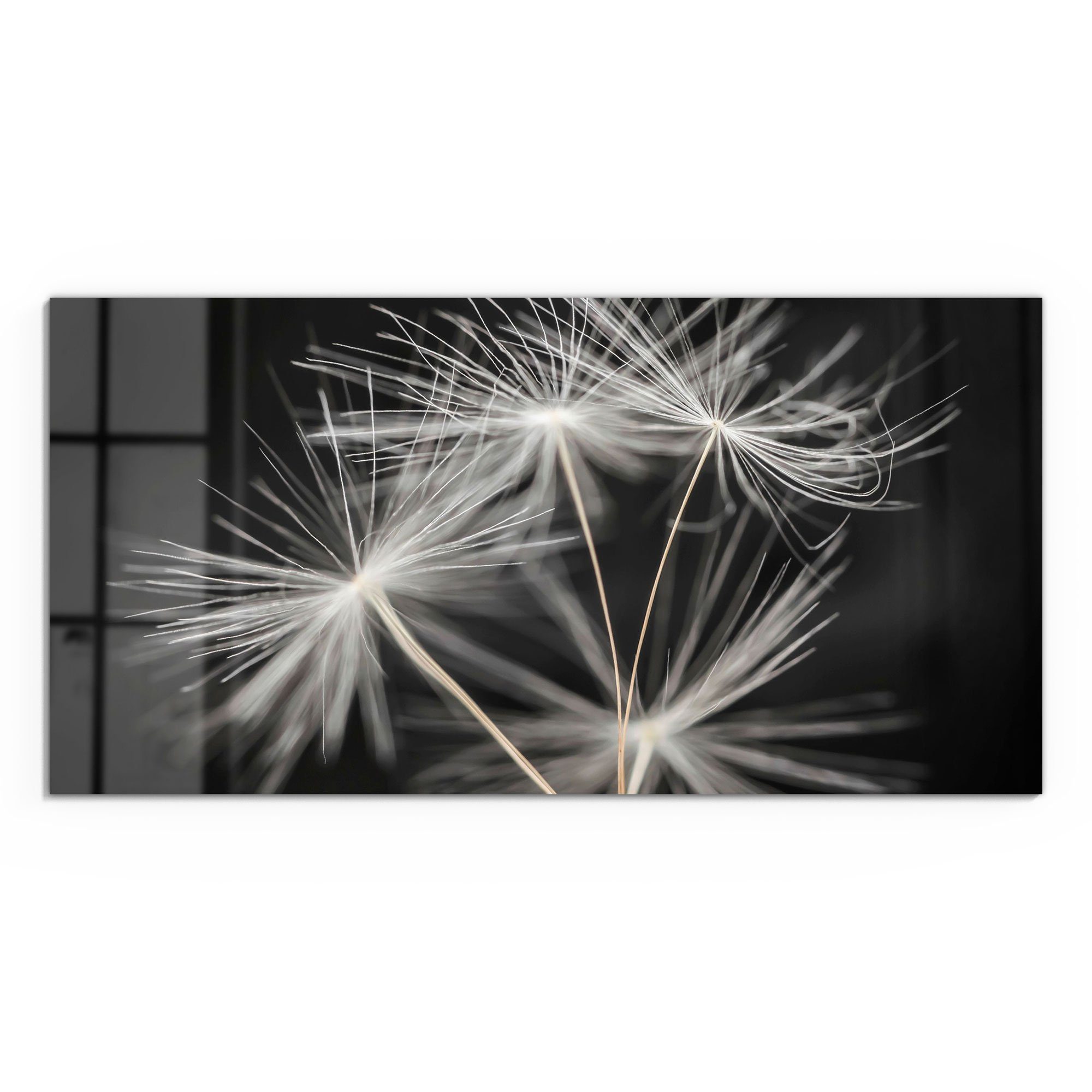 DEQORI Glasbild 'Samen der Pusteblume', 'Samen günstig online kaufen