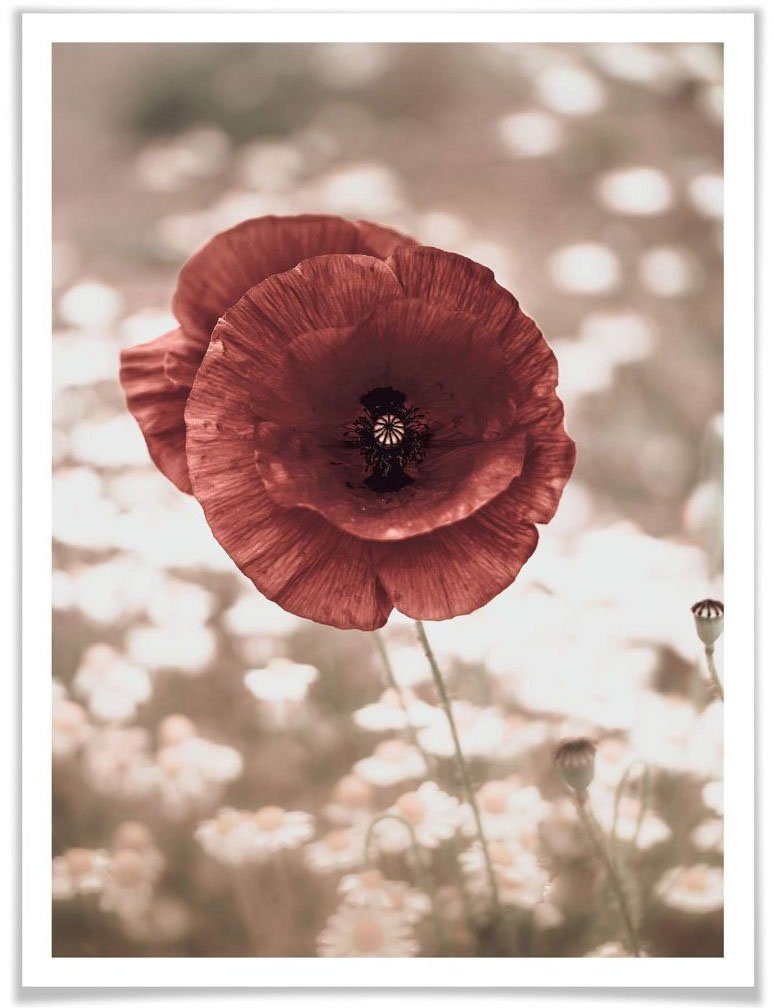 Blumen St) Mohnblumen Portrait, Poster Wall-Art (1