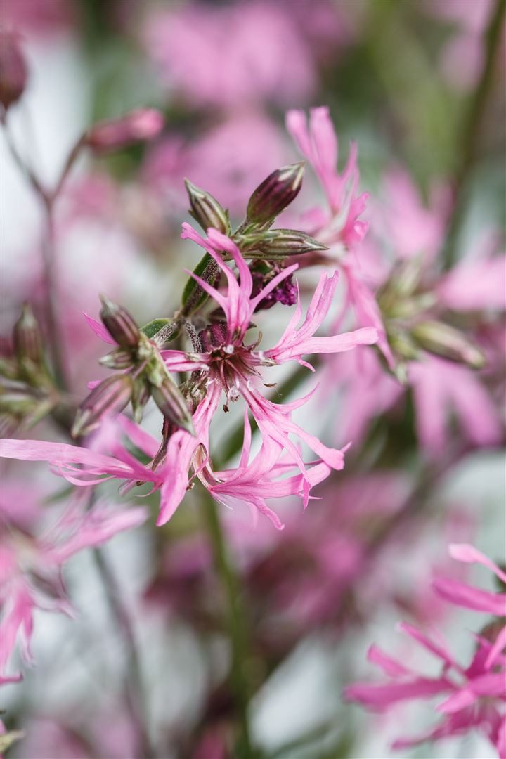 Pflanzen für Dich Staude Lychnis flos-cuculi, 1 St., Kuckucks-Lichtnelke, Kuckucksnelke – Bild 4 von 5