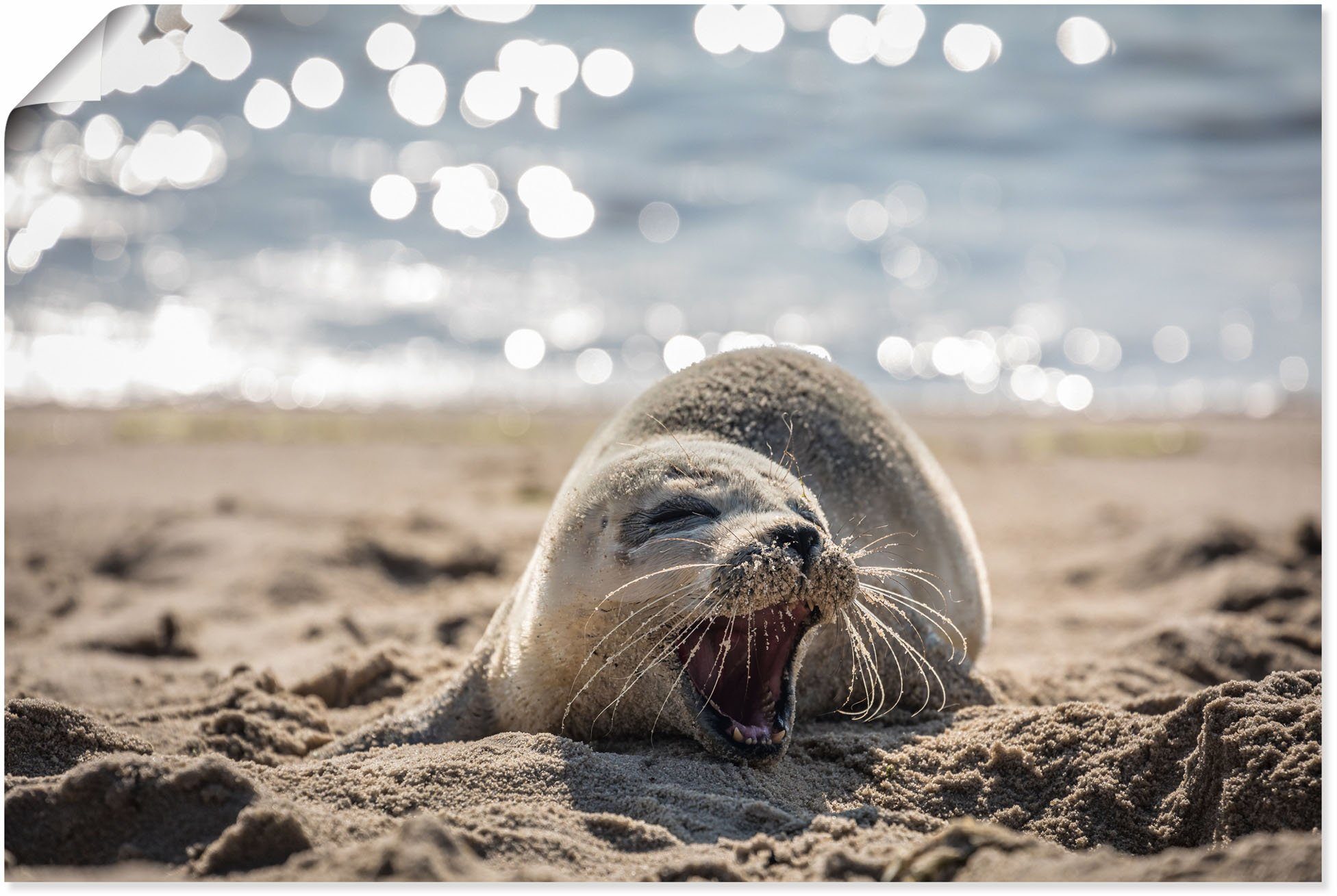 List, versch. von Alubild, oder (1 Artland in Poster Größen Leinwandbild, Robben St), Wandaufkleber am Strand Baby-Robbe Wandbild als Sylt,