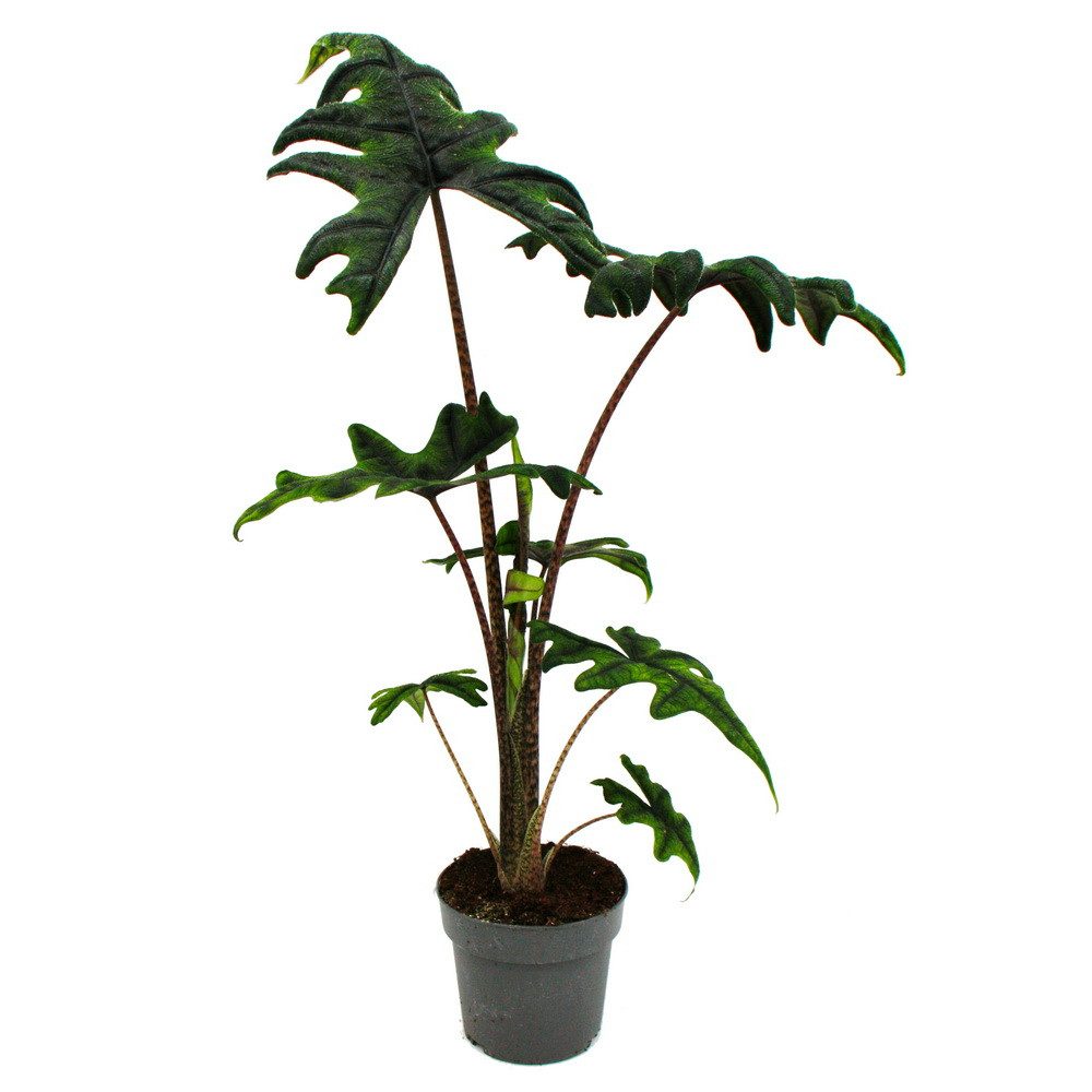 Exotenherz Zimmerpflanze Alocasia tandurusa Jacklyn Tropenwurz Alokasie Pfeilblatt 12cm Topf