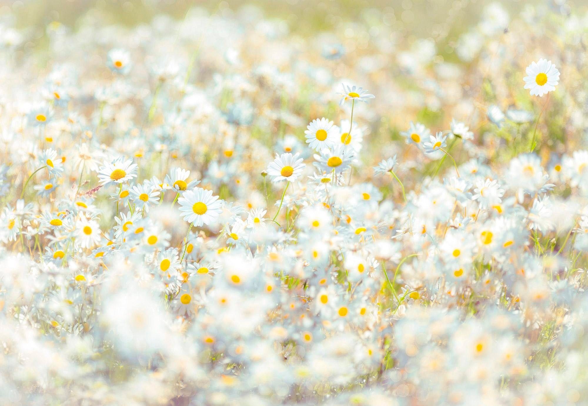 Komar Fototapete Daisies - Größe 368 x 254 cm, glatt, bedruckt, Wohnzimmer, Schlafzimmer