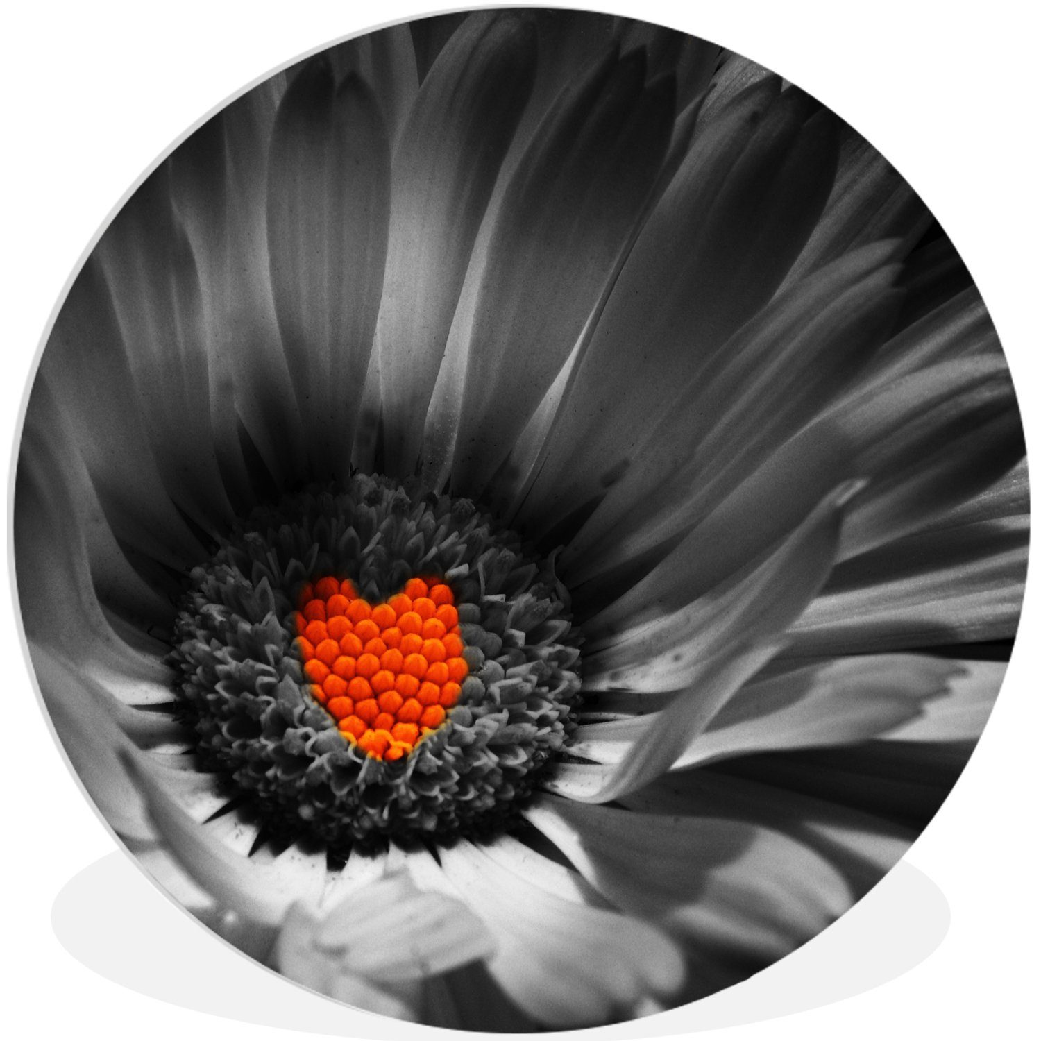 MuchoWow Gemälde Schwarz-Weiß-Foto einer roten Ringelblume 90x90 St), Wandschmuck, (1 cm Wandkreis, Herz, für Wohnzimmer, Rundes wandbild einem mit