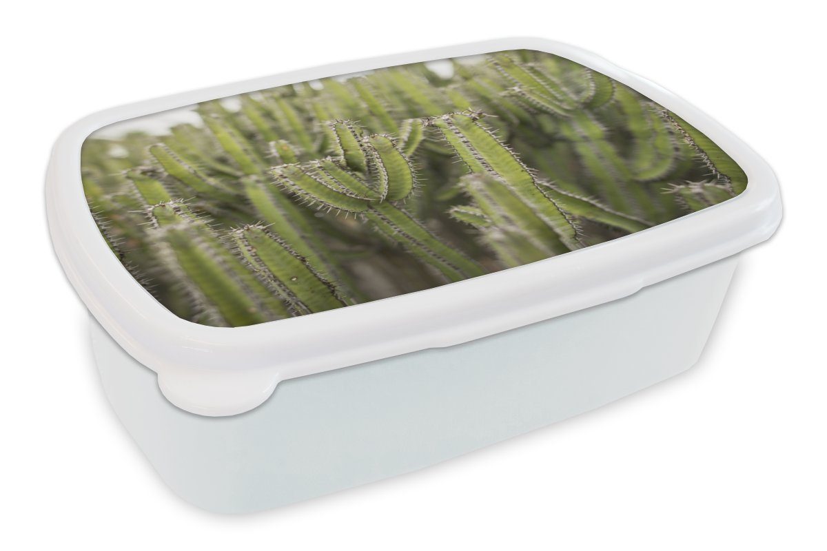 Brotbox Erwachsene, Kunststoff, Lunchbox Kinder weiß Kaktuspflanzen, für und Mädchen MuchoWow und Brotdose, (2-tlg), von Gruppe Jungs für