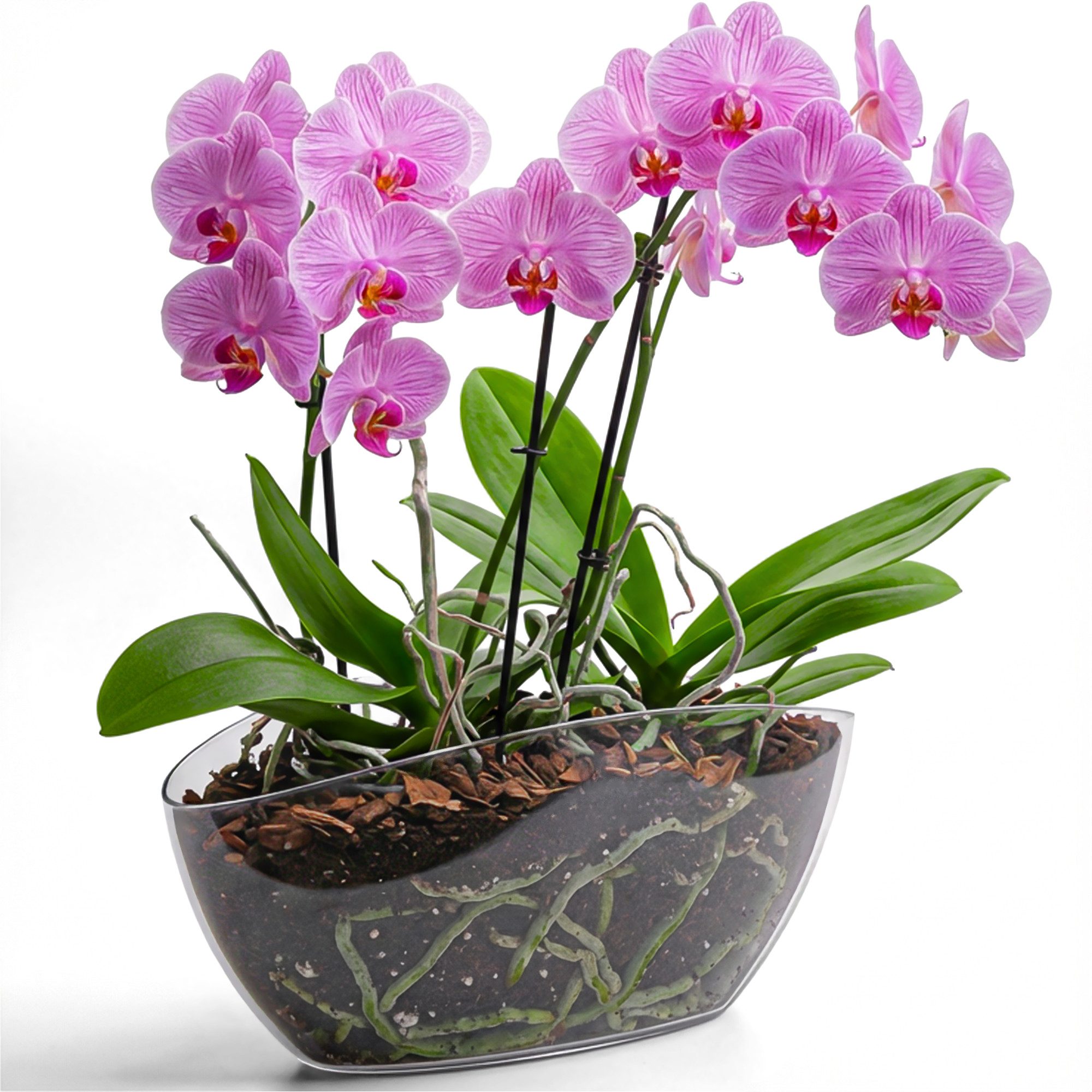 KONZEPT Übertopf für Orchideen, mit elegantem Design, Ovale Form, für schmale Fensterbänke und 2 Töpfe bis Ø 12 cm
