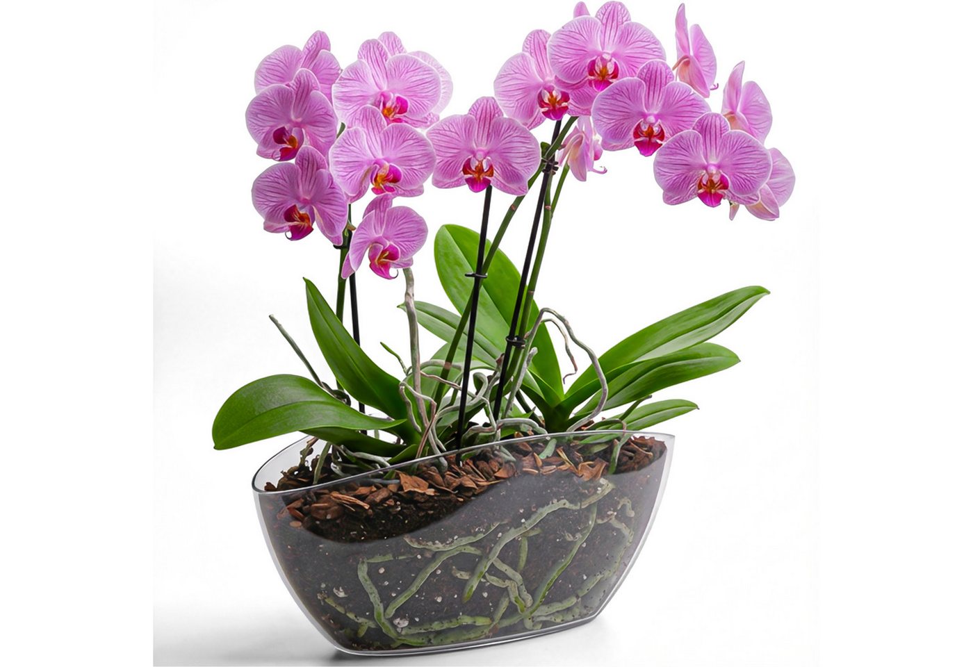 KONZEPT Übertopf für Orchideen, mit elegantem Design, Ovale Form, für schmale Fensterbänke und 2 Töpfe bis Ø 12 cm