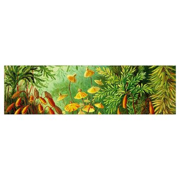 Bilderdepot24 Küchenrückwand grün dekor Botanik Tropisch Schautafeln Vintage Vintage Lehrtafel Moos, (1-tlg., Nischenrückwand - für Fliesenspiegel ohne Bohren - matt), Spritzschutz Rückwand Küche Herd - Folie selbstklebend versch. Größen