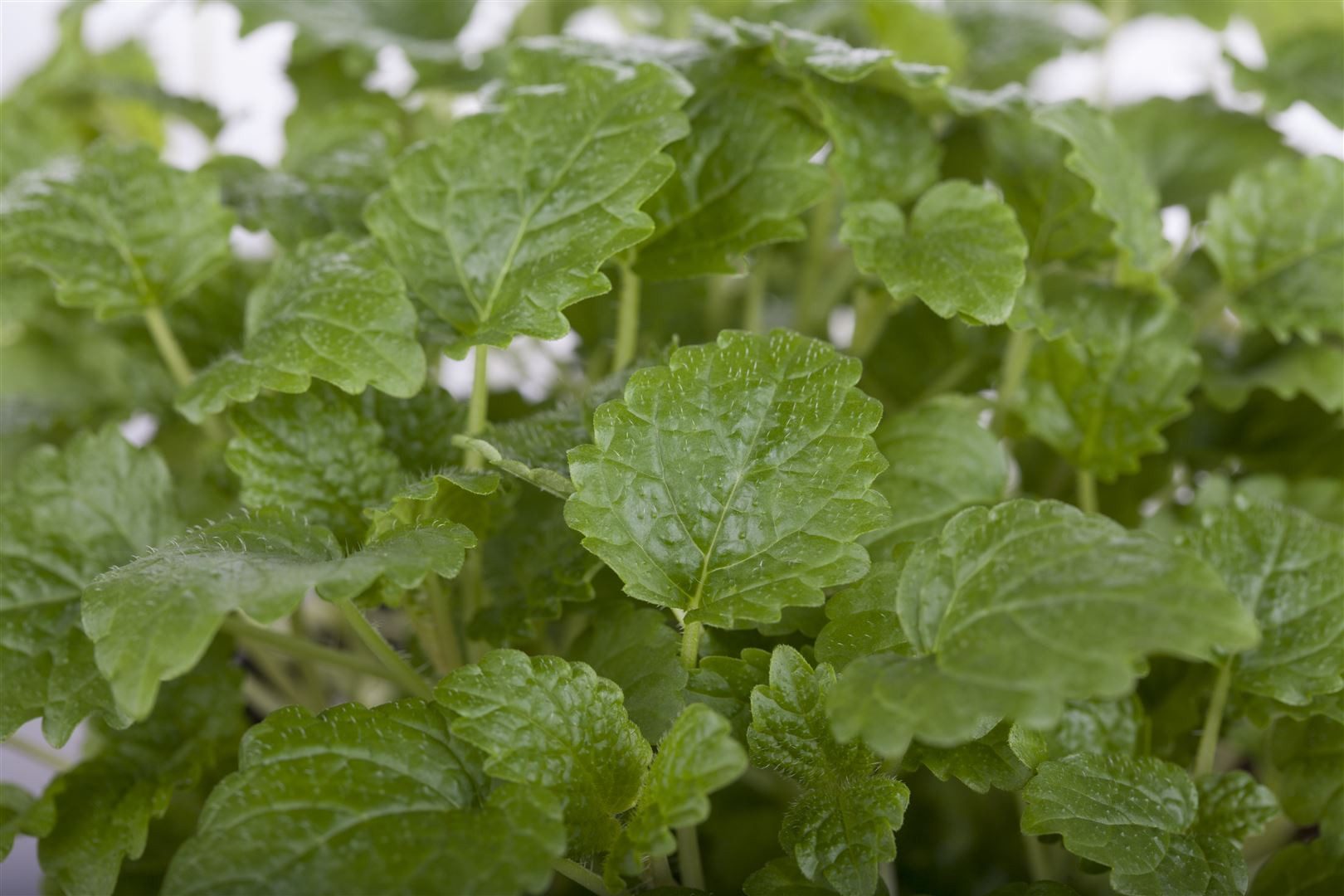 Pflanzen für Dich Staude Melissa officinalis, 1 St., Zitronenmelisse, Melisse – Bild 5 von 5
