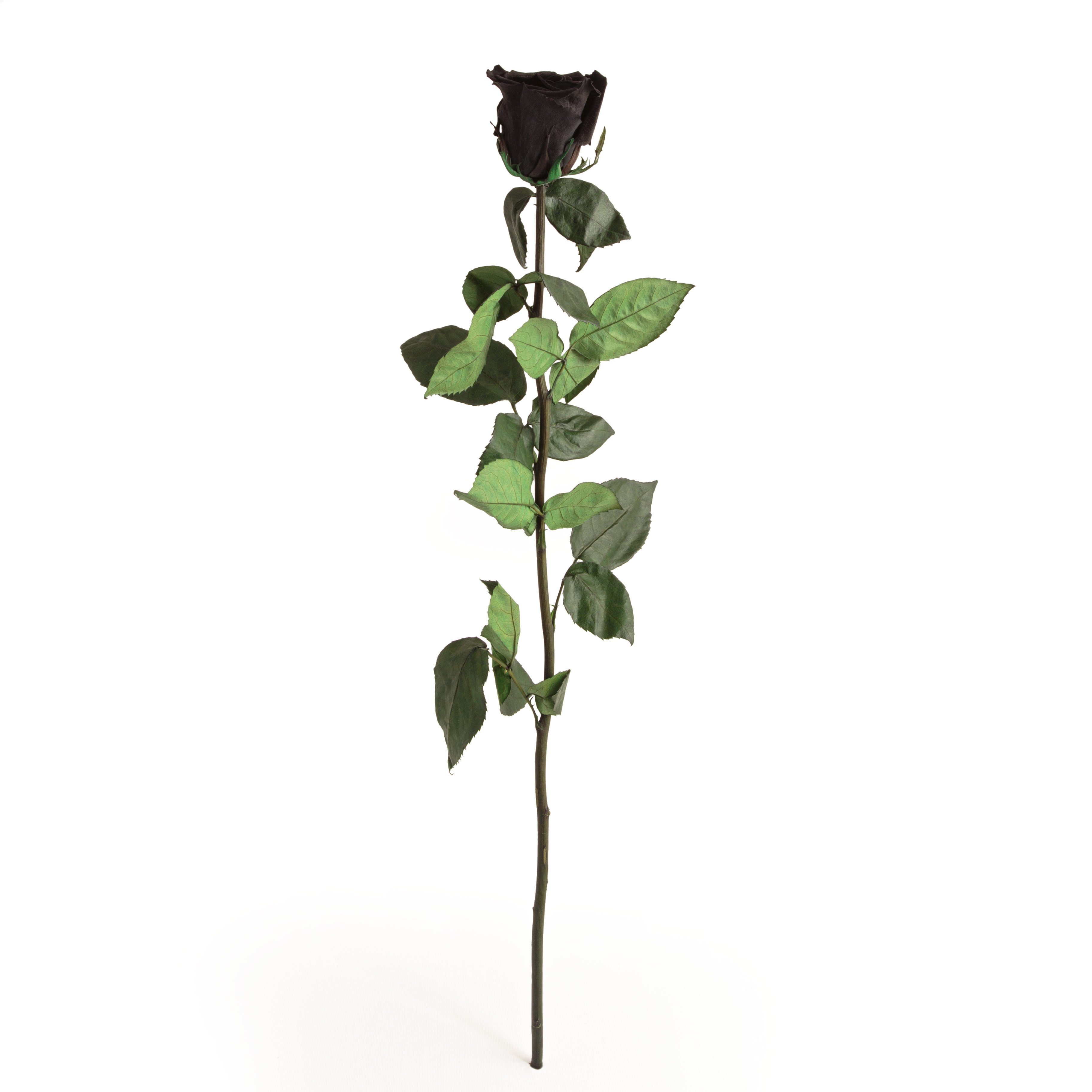 Kunstblume Ewige Rose konserviert mit Stiel echte haltbare Blume Rose, ROSEMARIE SCHULZ Heidelberg, Höhe 50 cm, Infinity Rose, Geschenk für Frauen, Valentinstag, Made in Germany