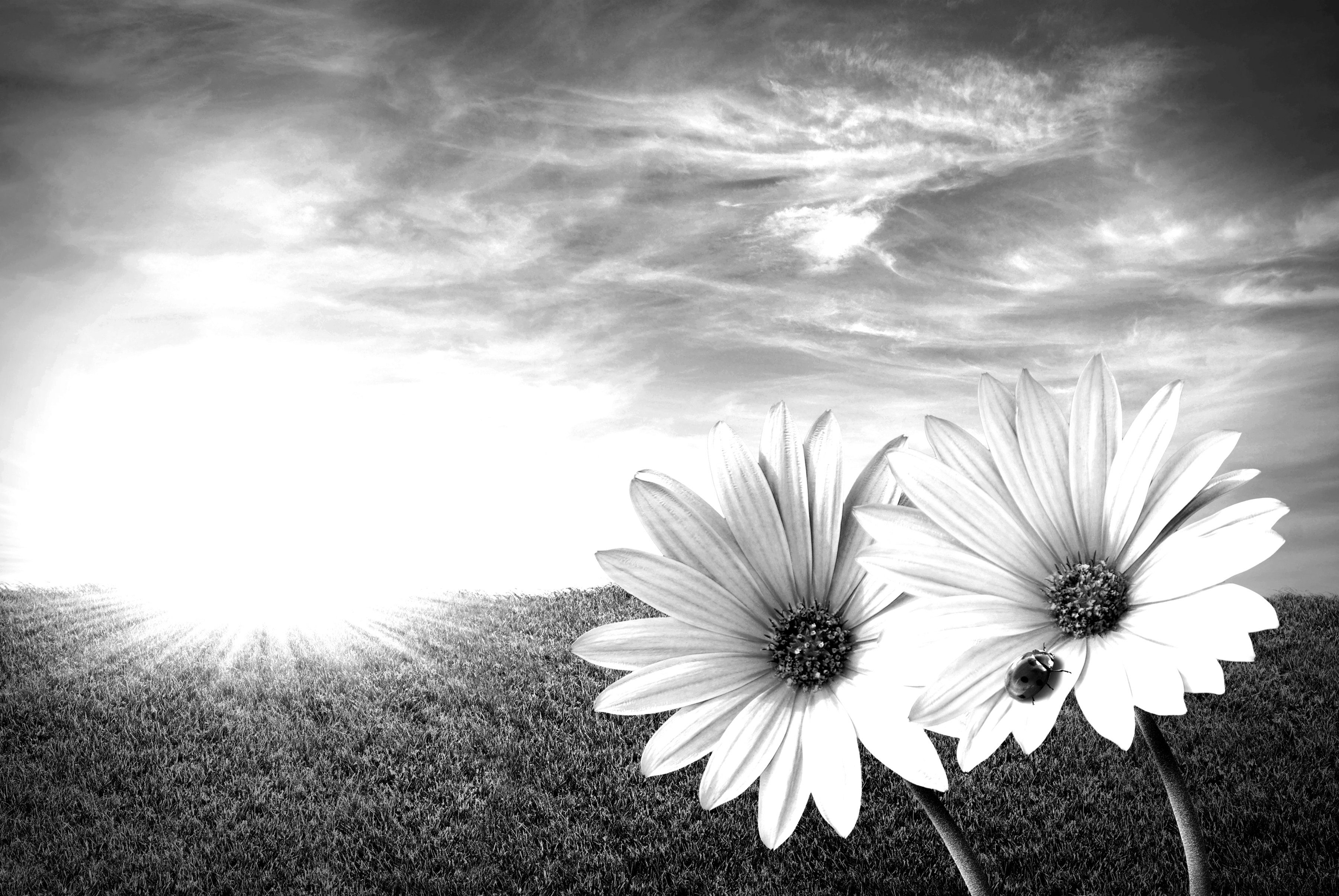 Fototapete Weiß Blumen Schwarz & Papermoon