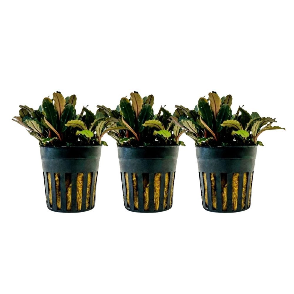 Aquaone Wasserpflanze Aquarium Pflanze 3 Stück Bucephalandra sp 'Blue green' Nr.340A