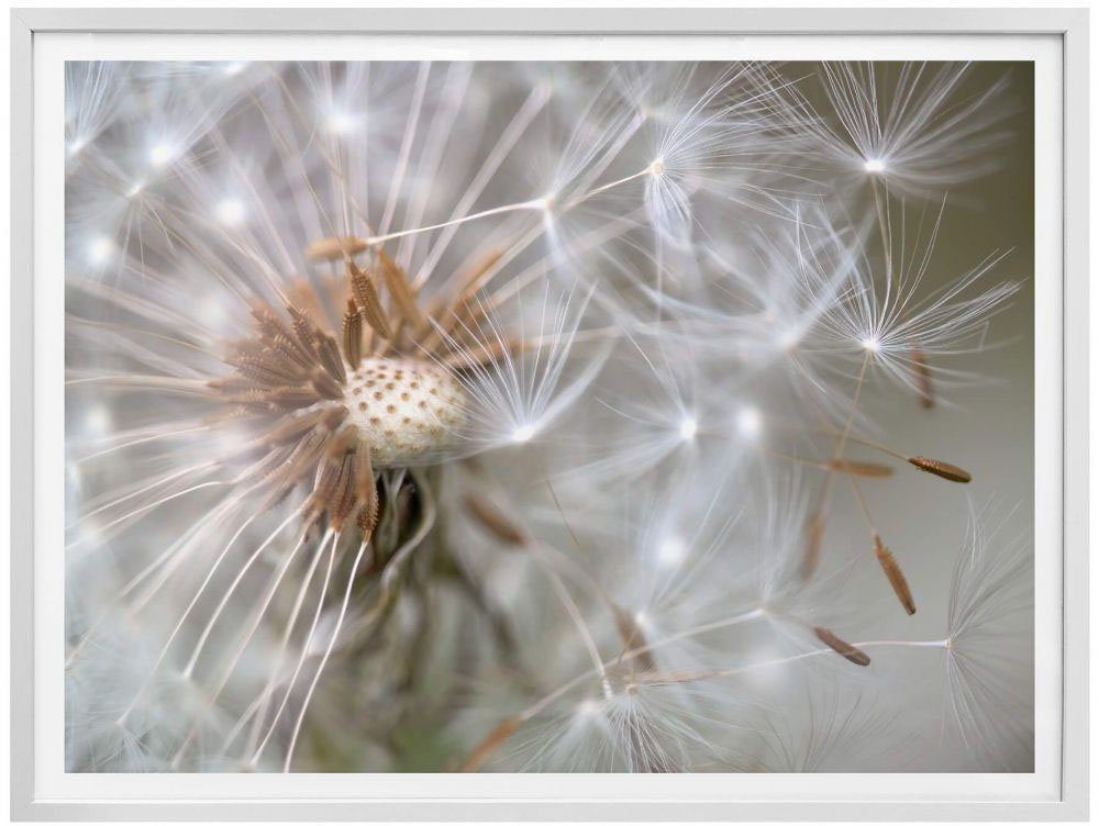 Poster Wall-Art (1 ohne Blumen St), Flug, Bilderrahmen Poster Pusteblume im