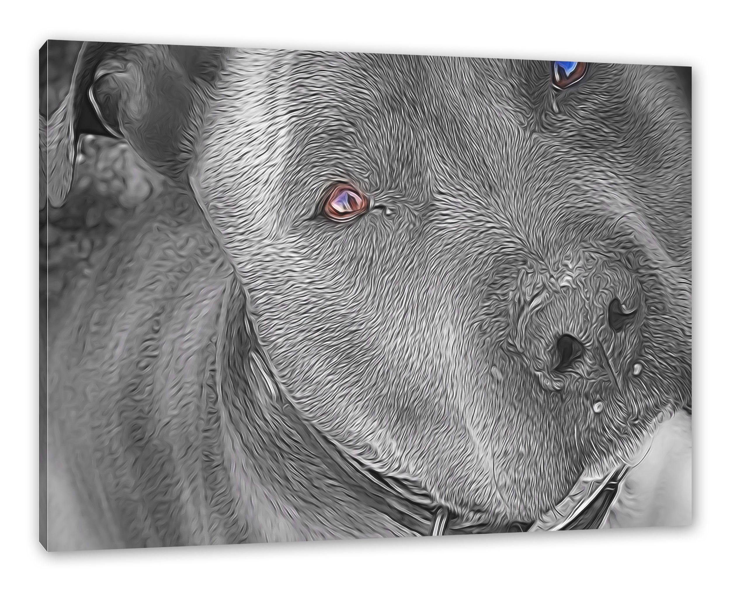 Pixxprint Leinwandbild wunderschöner Pit Bull Terrier, wunderschöner Pit Bull Terrier (1 St), Leinwandbild fertig bespannt, inkl. Zackenaufhänger